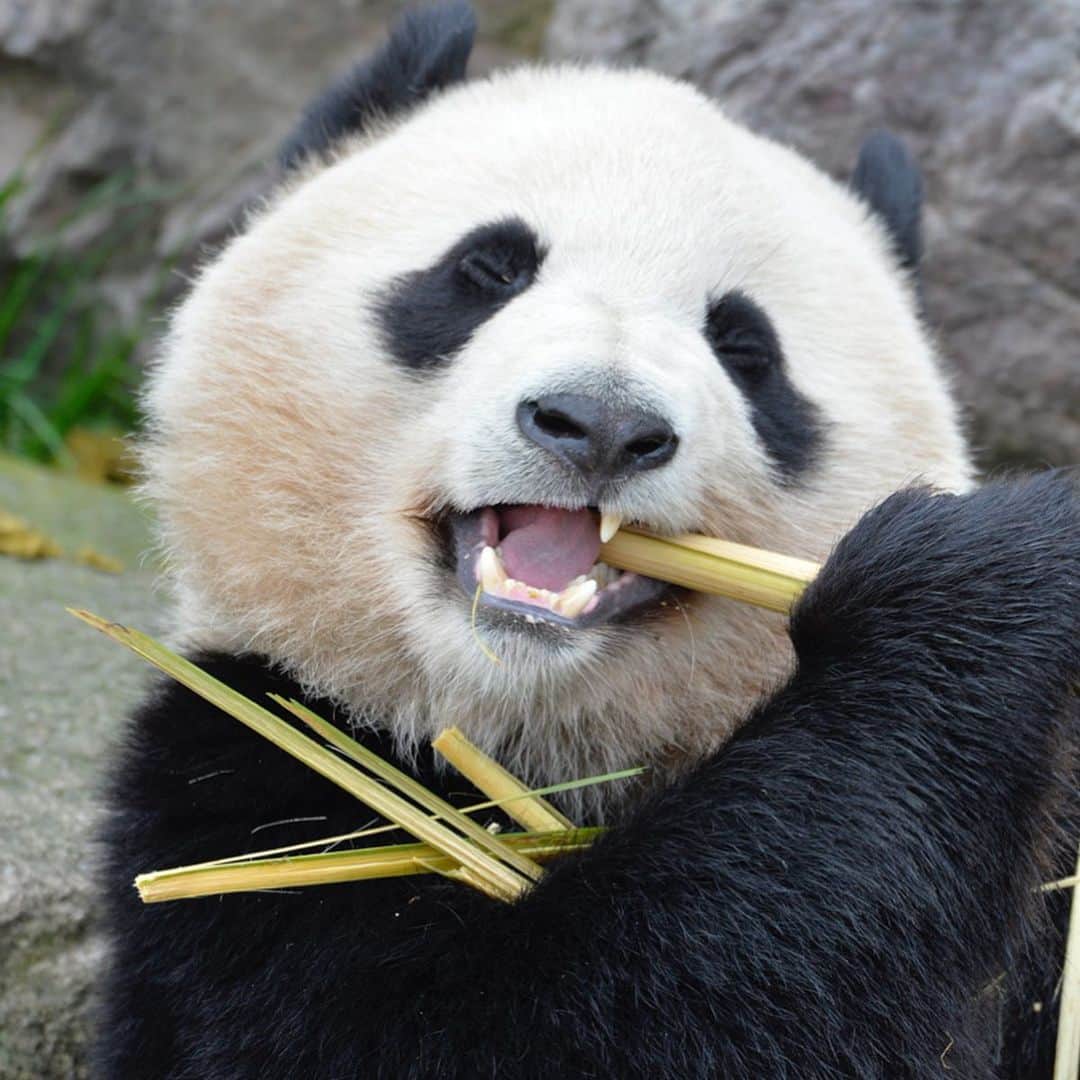 パンダ（白浜）さんのインスタグラム写真 - (パンダ（白浜）Instagram)「Thanks, Love, Origin of HELLO PANDA #桜浜 #桃浜　🌸🍑 #cutepanda #giantpanda #ジャイアントパンダ　#赤ちゃん #baby #funny #panda #パンダ #pandababy #pandas #cute #animal #animals #zoo #baby #love #adventureworld #アドベンチャーワールド ⭐︎ #pandamentalcosplay」2月14日 23時14分 - hellopanda_book