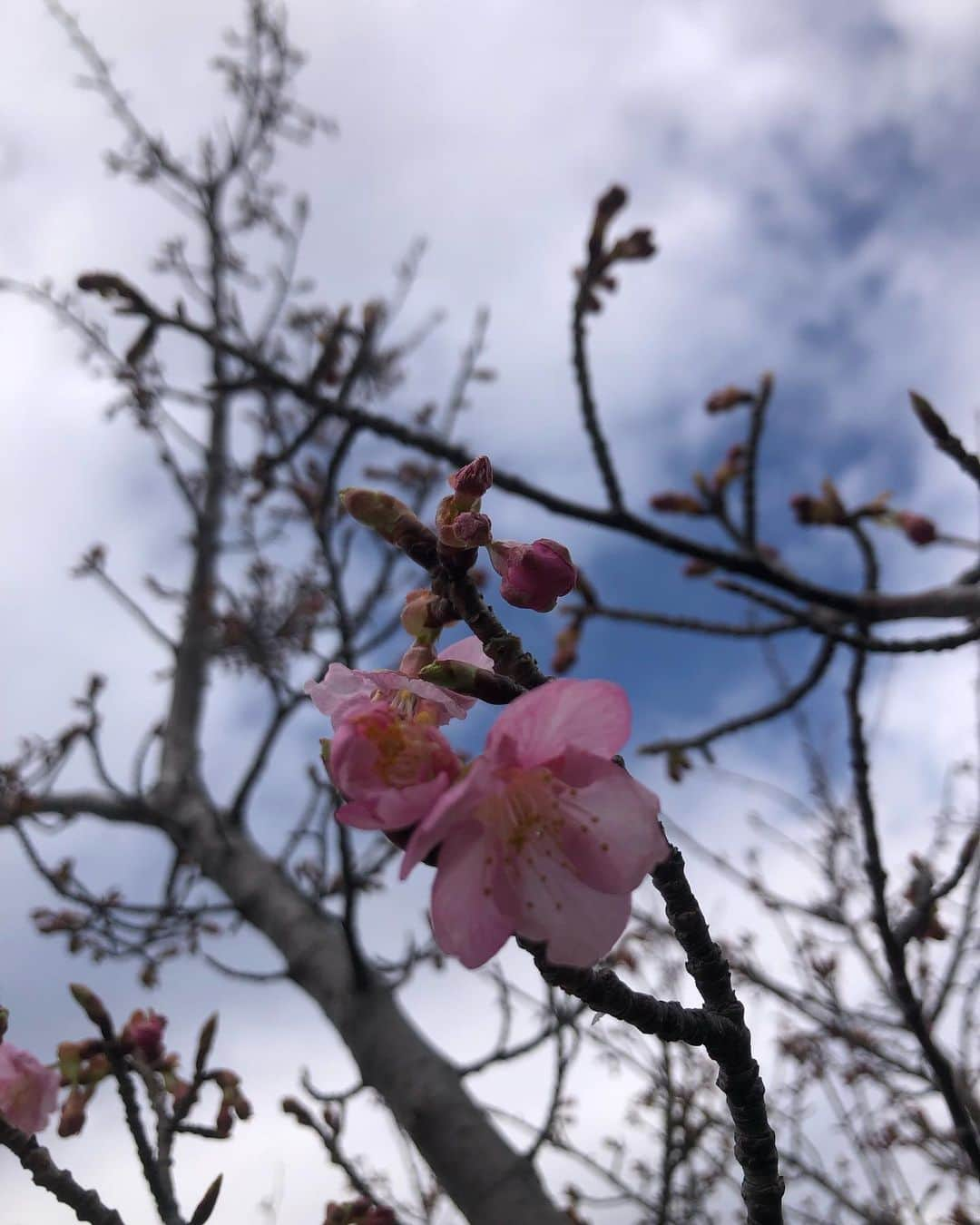 小野真弓さんのインスタグラム写真 - (小野真弓Instagram)「おはようございます☀ すっきり晴天😆  わん散歩コース、 河津桜が咲き始めました🌸✨ 梅の花も咲いてます(´∀｀) 春ですねぇ☺️  久しぶりに ゆうこお姉さんとお会いできました(о´∀`о) @yuko_kanzaki_official  いつも包み込むような優しさで、 とっても素敵な先輩です🥺 インスタのお料理もとっても美味しそう✨  些細な事にもすぐあたふたしてしまう私は😂 本当に、何から何まで憧れてます🥺✨  とっても楽しい収録でした😆  さて今日も 良い一日を☺️ おかーさんは、撮影週間中🎥 頑張ってきまーす^_^  #お仕事かーさん #収録#いいものプレミアム #神崎ゆう子 さん#ゆうこお姉さん #フジテレビ 🐾 #チワワ#ハナちゃん #チワマル#ハルくん #雑種猫兄妹#アオくん#ナナちゃん #お泊まり猫#ほぼうちの子#ちりんくん #お友達わんこ#ちらり#ブロくん #療養預かり猫#ちゃーくん #犬と猫のいる暮らし#犬猫日記  🐈 怪我の療養預かり中のちゃーくん☺️ めちゃくちゃ人懐こい🥺 甘えん坊のー デレデレにゃんこちゃんでした😍 甘えて、にゃあってなく時に、 鼻に皺が寄るのが、おかーさんはツボ❤️  お外生活で怪我をしている猫がいる、 との事で、、 @wanbo_waka  わかさん、 @hattorimasumi  ますみ先生 に、お忙しい中、助けて頂き、、🙇‍♀️🙇‍♀️🙇‍♀️ しばらく我が家で預かり中🏡  あんよが、見た目の怪我以外にも 骨折の形跡があるとの事で、、 けんけん歩いてます🥺 お外で逞しく生きてきたのね🥲  早く良くなるように 頑張ろうね🥺🐾」2月16日 8時35分 - hanaharuaroi