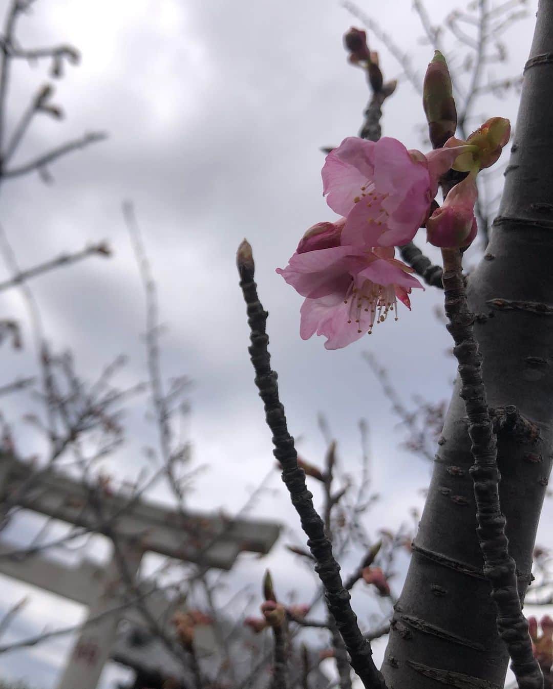 小野真弓さんのインスタグラム写真 - (小野真弓Instagram)「おはようございます☀ すっきり晴天😆  わん散歩コース、 河津桜が咲き始めました🌸✨ 梅の花も咲いてます(´∀｀) 春ですねぇ☺️  久しぶりに ゆうこお姉さんとお会いできました(о´∀`о) @yuko_kanzaki_official  いつも包み込むような優しさで、 とっても素敵な先輩です🥺 インスタのお料理もとっても美味しそう✨  些細な事にもすぐあたふたしてしまう私は😂 本当に、何から何まで憧れてます🥺✨  とっても楽しい収録でした😆  さて今日も 良い一日を☺️ おかーさんは、撮影週間中🎥 頑張ってきまーす^_^  #お仕事かーさん #収録#いいものプレミアム #神崎ゆう子 さん#ゆうこお姉さん #フジテレビ 🐾 #チワワ#ハナちゃん #チワマル#ハルくん #雑種猫兄妹#アオくん#ナナちゃん #お泊まり猫#ほぼうちの子#ちりんくん #お友達わんこ#ちらり#ブロくん #療養預かり猫#ちゃーくん #犬と猫のいる暮らし#犬猫日記  🐈 怪我の療養預かり中のちゃーくん☺️ めちゃくちゃ人懐こい🥺 甘えん坊のー デレデレにゃんこちゃんでした😍 甘えて、にゃあってなく時に、 鼻に皺が寄るのが、おかーさんはツボ❤️  お外生活で怪我をしている猫がいる、 との事で、、 @wanbo_waka  わかさん、 @hattorimasumi  ますみ先生 に、お忙しい中、助けて頂き、、🙇‍♀️🙇‍♀️🙇‍♀️ しばらく我が家で預かり中🏡  あんよが、見た目の怪我以外にも 骨折の形跡があるとの事で、、 けんけん歩いてます🥺 お外で逞しく生きてきたのね🥲  早く良くなるように 頑張ろうね🥺🐾」2月16日 8時35分 - hanaharuaroi