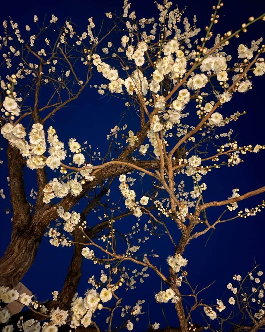 志崎樺音さんのインスタグラム写真 - (志崎樺音Instagram)「・  綺麗な梅が咲いてました」2月17日 23時17分 - kshizaki_official
