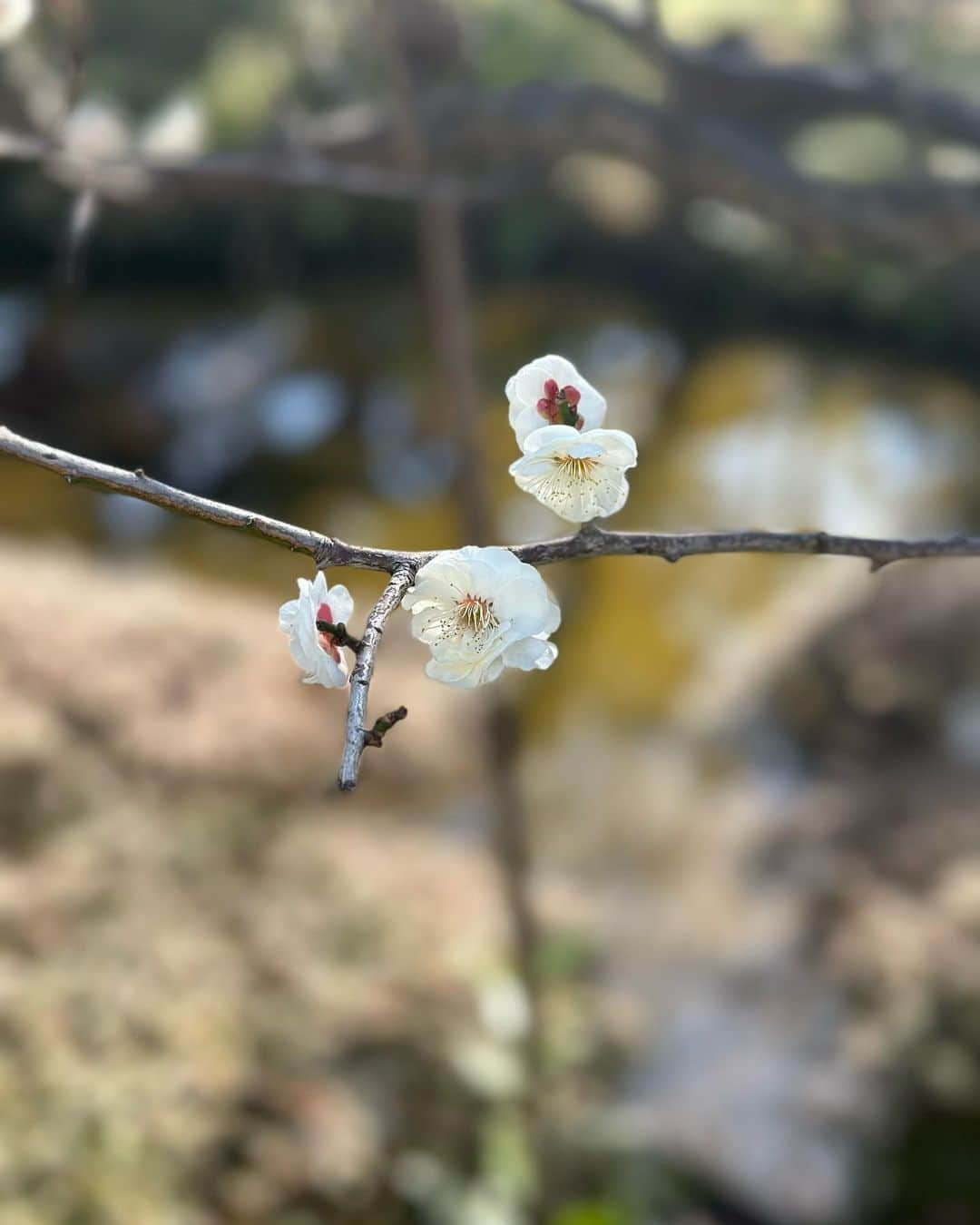 丸山桂里奈さんのインスタグラム写真 - (丸山桂里奈Instagram)「マネージャーさんと、そういえば撮影してなかったー。 ということで、丸園音楽堂の収録の際に撮影しました📷 広島県神石高原町出身の、大崎マネージャーです😃 神の石の街なんてすごく縁起がいいからか、パワースポット並みに暖かく優しい男です。たまにドジしたり、抜けてる部分はまた可愛らしいけど、私がこうしてバラエティに出させてくれるようになってずっとこうして近くで見守ってくれているマネージャーさんがいることがもはや力です😃そして、私だけでなく本並さんも同じマネージャーさんなんで本当に色々助かってます。 夕飯何がいいか聞いてもらったり、喧嘩の時なども間に入ってもらったり、妊活中もより集中できるスケジュールを組んでもらったりと🫣 そして、大崎さんがマネージャーの担当になると赤ちゃんができるというジンクスまで👶子宝マネージャーです💠これからはまた新たな一面が出せるように頑張りたいので、ずっと近くでサポートお願いします🦍🥟 今日は良い天気で、お散歩したら梅なのか梅じゃないのかわからない花があったので撮影しました。 これは、梅なのか？  #マネージャーさんと #大崎マネージャー #広島市神石高原町 #カープファン #サンフレッチェファン #広島はスポーツが熱い #素敵な街 #いつもありがとう #これからもよろしく #だいぶ長い付き合い #まだまだここからかけあがろう #📷byりんちゃん #いい意味で #インスタバエ」2月18日 17時46分 - karinamaruyama