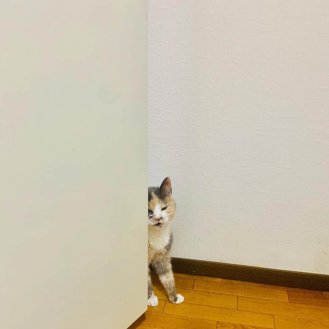 フクザワさんのインスタグラム写真 - (フクザワInstagram)「おせち #cat」2月18日 21時23分 - fuku_zawa