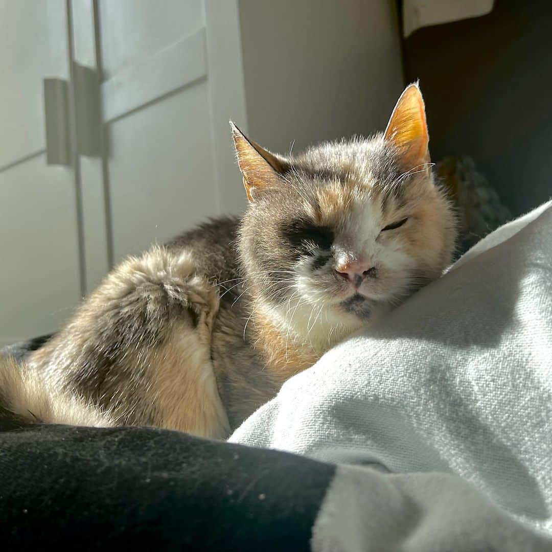 フクザワさんのインスタグラム写真 - (フクザワInstagram)「おせち #cat」2月18日 21時23分 - fuku_zawa