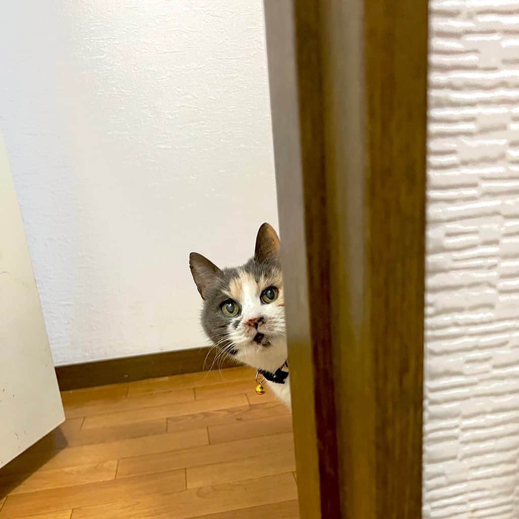 フクザワさんのインスタグラム写真 - (フクザワInstagram)「おせち #cat」2月18日 21時23分 - fuku_zawa