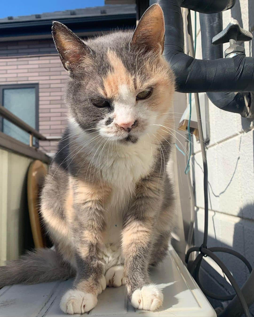 フクザワさんのインスタグラム写真 - (フクザワInstagram)「おせち #cat」2月18日 21時23分 - fuku_zawa
