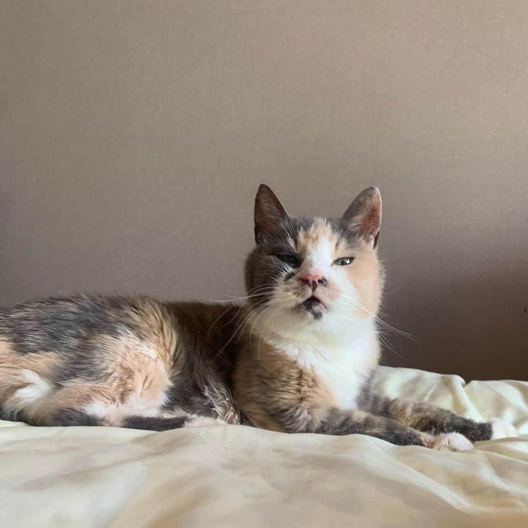 フクザワさんのインスタグラム写真 - (フクザワInstagram)「おせち #cat」2月18日 21時23分 - fuku_zawa