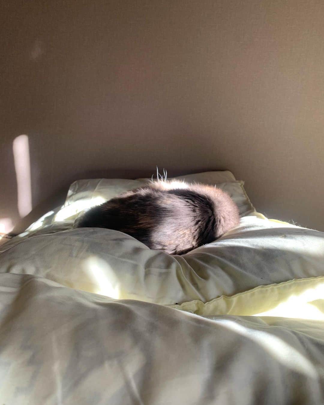 フクザワさんのインスタグラム写真 - (フクザワInstagram)「おせち #cat」2月18日 21時23分 - fuku_zawa