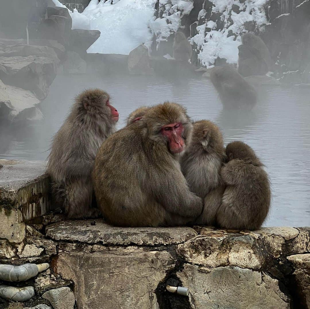れなさんのインスタグラム写真 - (れなInstagram)「@jigokudaniyaenkoen  お猿さんが温泉に入る 珍しい観光名所🐵  同じ格好で😆  本当に気持ちよさそう♨️」2月18日 21時43分 - lena_mania_