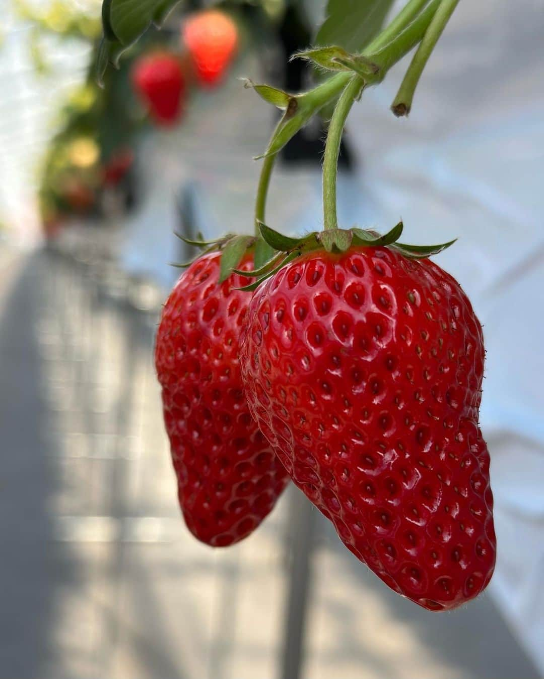 範田紗々さんのインスタグラム写真 - (範田紗々Instagram)「今年も大好きないちご🍓の時期がやって来ましたぞー❤️ #いちご狩り #いちご会 #ペッティングストロベリー #怪談家ぁみ #伊織涼子 #範田紗々」2月18日 23時30分 - handa_sasa