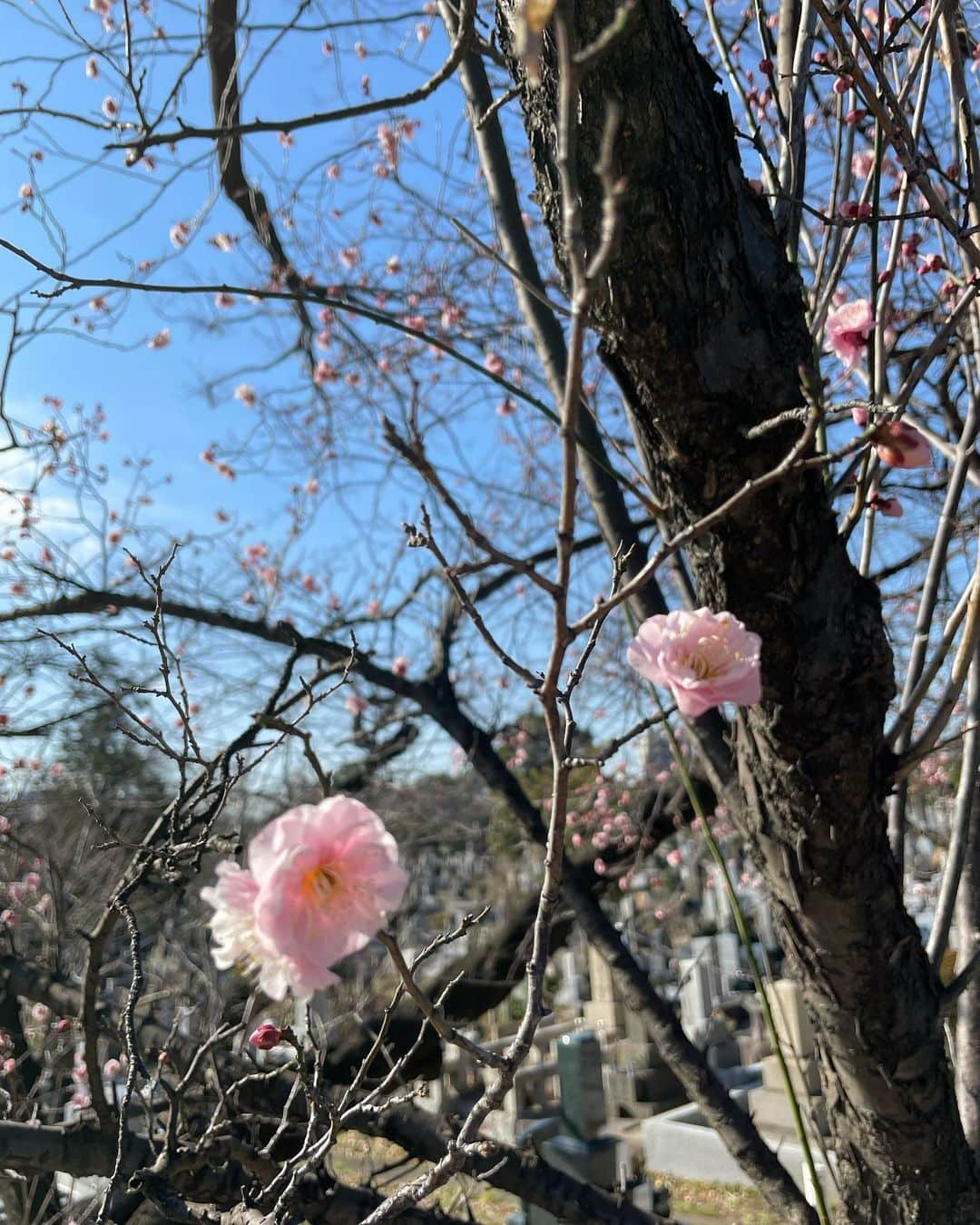 千葉真由佳さんのインスタグラム写真 - (千葉真由佳Instagram)「【春はまもなく🌸】  毎週金曜はお天気も伝えています。  少しずつ予想気温が上がっているのを見ると 自分の体感で確かめたくなって この日は1時間ウォーキングしてみました😄🌟  仕事用カバンが重いけど 春の陽気のおかげでへっちゃら😉  そして梅の花を発見！😳  都内でも梅まつりが開催されているのでそこも行きたいなーって思っていたら ふらっと行った道で見られて感激😂❣️  梅って丸くて可愛いですよね。  桜も楽しみですし 今年も季節をじっくり味わう年に したいと思います😊  #TBS#THETIME' #TBSスパークル#キャスター #フリーアナウンサー #アナウンサー #アナウンサー衣装 #千葉真由佳 #冬コーデ#コーデ記録 #152cmコーデ#152cm #ショートウルフ #春#🌸#梅の花#春の陽気 #ウォーキング #instalike#fashion#photography」2月19日 7時43分 - mayuka.chiba