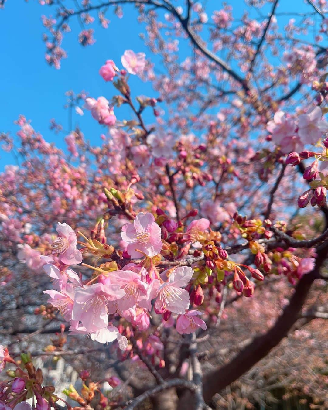 kokiさんのインスタグラム写真 - (kokiInstagram)「桜が咲き始めていますね☺️  春らしい良い天気🌸  Top @louisvuitton」2月19日 15時17分 - koki