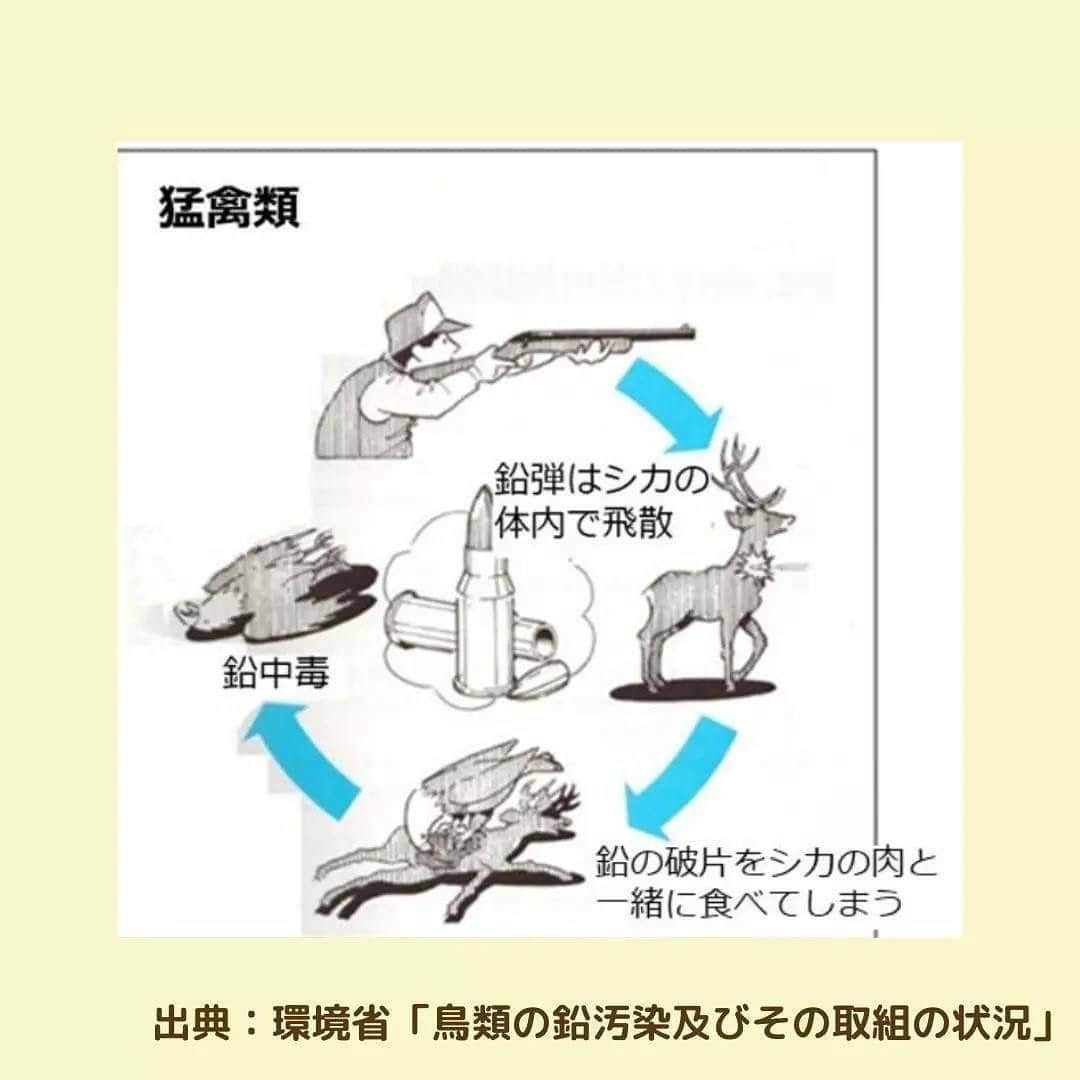 滝川クリステルさんのインスタグラム写真 - (滝川クリステルInstagram)「財団で支援している猛禽類医学研究所の クラウドファンディング、今日23時までです。是非みなさんのお力添えをお願いします🙏 人災で傷ついた野生動物を治療し、野生に戻したり、終生飼育をされています。 財団からはドクターカーを寄贈させてもらったり啓発のお手伝いをさせてもらっています。 生態系の頂点にいる絶滅危惧種の野生動物に思いやりをわけてください🙏 生態系の頂点の野生動物を失うと自然界のバランスが崩れ、今ある自然をどんどん失っていくことにもなるんです。  よろしくお願いします🥺 レディーフォー　クラウドファンディング ↓ https://readyfor.jp/projects/IRBJ2?fbclid=PAAaZ9xEWZ6WNeK7PjXAz0q4ilGC5DVwPFuc7xwnZcEmN0JgDHv0dV0ut9MFA #猛禽類医学研究所 #斎藤慶輔 #クラウドファンディング #今日23時まで #ドクターカー #クリステル財団 #人災の一つである鉛中毒 #他には列車や車や風車での衝突事故など #@keisuke.saito.irjb」2月19日 18時14分 - christeltakigawa