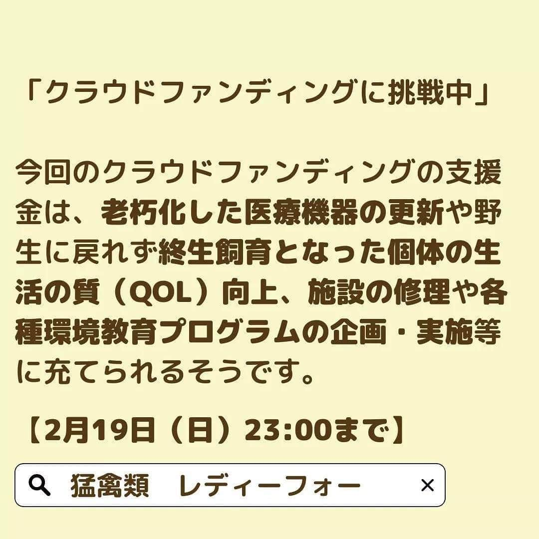 滝川クリステルさんのインスタグラム写真 - (滝川クリステルInstagram)「財団で支援している猛禽類医学研究所の クラウドファンディング、今日23時までです。是非みなさんのお力添えをお願いします🙏 人災で傷ついた野生動物を治療し、野生に戻したり、終生飼育をされています。 財団からはドクターカーを寄贈させてもらったり啓発のお手伝いをさせてもらっています。 生態系の頂点にいる絶滅危惧種の野生動物に思いやりをわけてください🙏 生態系の頂点の野生動物を失うと自然界のバランスが崩れ、今ある自然をどんどん失っていくことにもなるんです。  よろしくお願いします🥺 レディーフォー　クラウドファンディング ↓ https://readyfor.jp/projects/IRBJ2?fbclid=PAAaZ9xEWZ6WNeK7PjXAz0q4ilGC5DVwPFuc7xwnZcEmN0JgDHv0dV0ut9MFA #猛禽類医学研究所 #斎藤慶輔 #クラウドファンディング #今日23時まで #ドクターカー #クリステル財団 #人災の一つである鉛中毒 #他には列車や車や風車での衝突事故など #@keisuke.saito.irjb」2月19日 18時14分 - christeltakigawa