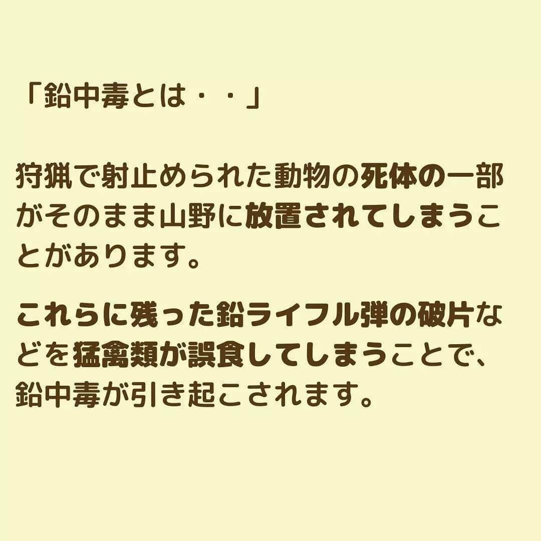 滝川クリステルさんのインスタグラム写真 - (滝川クリステルInstagram)「財団で支援している猛禽類医学研究所の クラウドファンディング、今日23時までです。是非みなさんのお力添えをお願いします🙏 人災で傷ついた野生動物を治療し、野生に戻したり、終生飼育をされています。 財団からはドクターカーを寄贈させてもらったり啓発のお手伝いをさせてもらっています。 生態系の頂点にいる絶滅危惧種の野生動物に思いやりをわけてください🙏 生態系の頂点の野生動物を失うと自然界のバランスが崩れ、今ある自然をどんどん失っていくことにもなるんです。  よろしくお願いします🥺 レディーフォー　クラウドファンディング ↓ https://readyfor.jp/projects/IRBJ2?fbclid=PAAaZ9xEWZ6WNeK7PjXAz0q4ilGC5DVwPFuc7xwnZcEmN0JgDHv0dV0ut9MFA #猛禽類医学研究所 #斎藤慶輔 #クラウドファンディング #今日23時まで #ドクターカー #クリステル財団 #人災の一つである鉛中毒 #他には列車や車や風車での衝突事故など #@keisuke.saito.irjb」2月19日 18時14分 - christeltakigawa