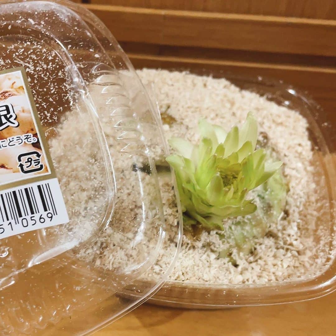 菊池桃子さんのインスタグラム写真 - (菊池桃子Instagram)「*  食べ忘れていた「ゆり根」がムクムク育っていた！！ これは初めて😯  #ゆり根 #育てればいいのかな」2月21日 19時10分 - momoko_kikuchi_official