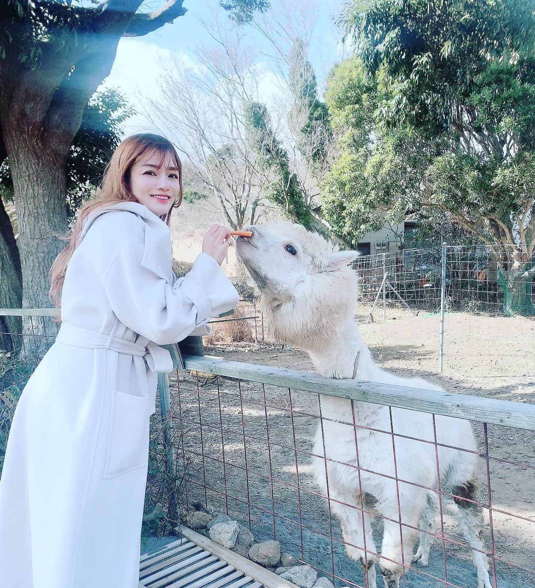 安西ひろこさんのインスタグラム写真 - (安西ひろこInstagram)「アルパカ🦙🦙🦙 . . 動物と過ごす休日が 1番幸せな私☺️🤍 . . #アルパカ #伊豆  #伊豆旅行  #癒し  #可愛い #幸せ #休日の過ごし方 🌷🌷🌷」2月21日 20時40分 - hiroko_anzai_