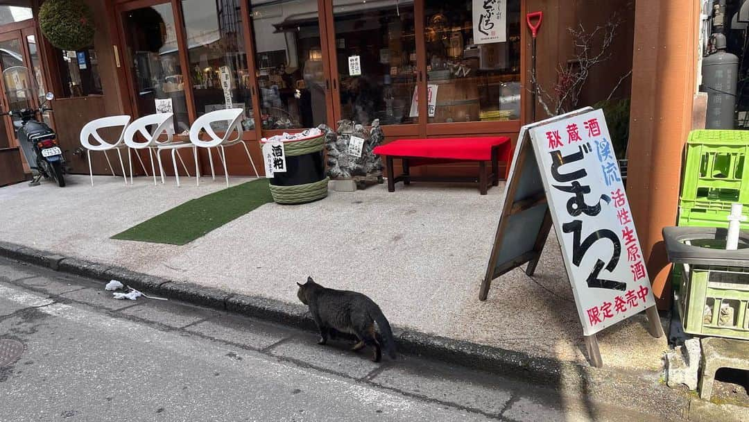 田名部生来さんのインスタグラム写真 - (田名部生来Instagram)「🐈‍⬛ ゆけむり猫ちゃん  #猫の日 #目を離した隙に #親父 #あんたは #猫ちゃんなのか？ #素敵なお店 🍶」2月22日 17時02分 - mnkspnpn