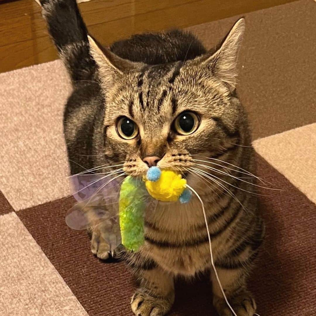 佐々木舞音さんのインスタグラム写真 - (佐々木舞音Instagram)「. . 今日は猫の日🐈 . 猫という生き物は可愛すぎる！！！全ての猫ちゃんに感謝です🤍笑 . てちたんは超気まぐれのツンデレ美男子です(親バカ) . #猫の日#ねこすたぐらむ #ねこのいる生活 #にゃんすたぐらむ #2月22日#にゃん  .」2月22日 17時17分 - sasakimaine