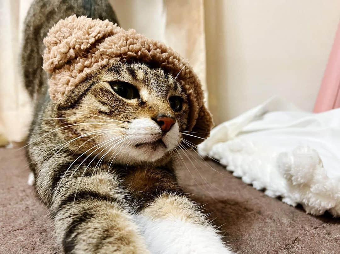 高木沙織さんのインスタグラム写真 - (高木沙織Instagram)「🐈 * 2月22日 猫の日。 * 小熊…じゃなくて小虎。 私と出会ってくれて 一緒に生きてくれて 毎日がとても幸せです。 毎日ありがとうと大好きを伝えています。 ただいてくれるだけでいい^ ^ * ミケ子やお外の子たちも 幸せであってほしい。 * * #猫の日 #猫 #猫のいる暮らし  #猫がいる幸せ  #ねこ #ねこすたぐらむ  #きじとら  #cat」2月22日 19時50分 - saori_takagi