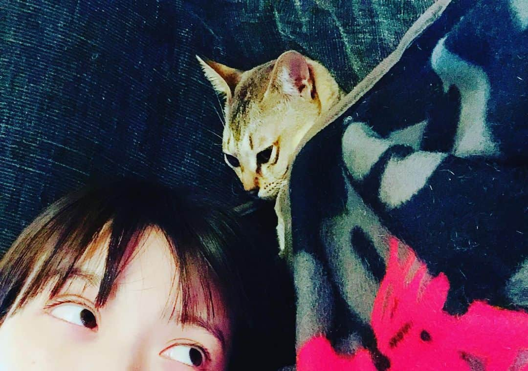 上坂すみれさんのインスタグラム写真 - (上坂すみれInstagram)「ね！こ！の！日！ですね！ あなたにも偉大なるねこパワーをお裾分けしてさしあげましょう！  #メロウくん」2月22日 21時10分 - uesaka_sumire