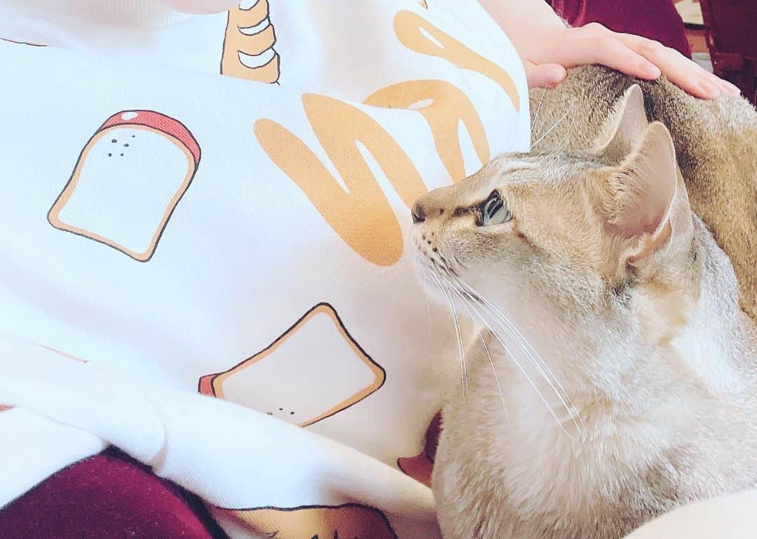 上坂すみれさんのインスタグラム写真 - (上坂すみれInstagram)「ね！こ！の！日！ですね！ あなたにも偉大なるねこパワーをお裾分けしてさしあげましょう！  #メロウくん」2月22日 21時10分 - uesaka_sumire