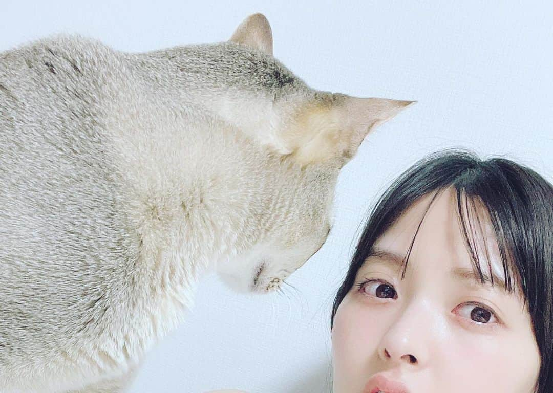 上坂すみれさんのインスタグラム写真 - (上坂すみれInstagram)「ね！こ！の！日！ですね！ あなたにも偉大なるねこパワーをお裾分けしてさしあげましょう！  #メロウくん」2月22日 21時10分 - uesaka_sumire