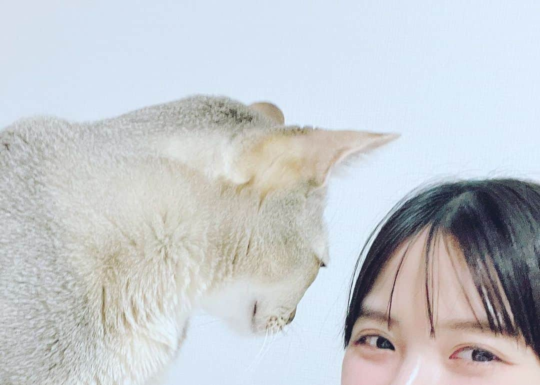 上坂すみれさんのインスタグラム写真 - (上坂すみれInstagram)「ね！こ！の！日！ですね！ あなたにも偉大なるねこパワーをお裾分けしてさしあげましょう！  #メロウくん」2月22日 21時10分 - uesaka_sumire