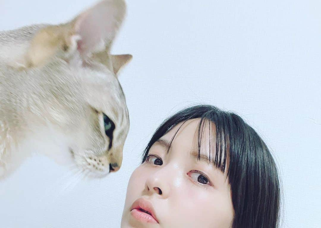 上坂すみれさんのインスタグラム写真 - (上坂すみれInstagram)「ね！こ！の！日！ですね！ あなたにも偉大なるねこパワーをお裾分けしてさしあげましょう！  #メロウくん」2月22日 21時10分 - uesaka_sumire