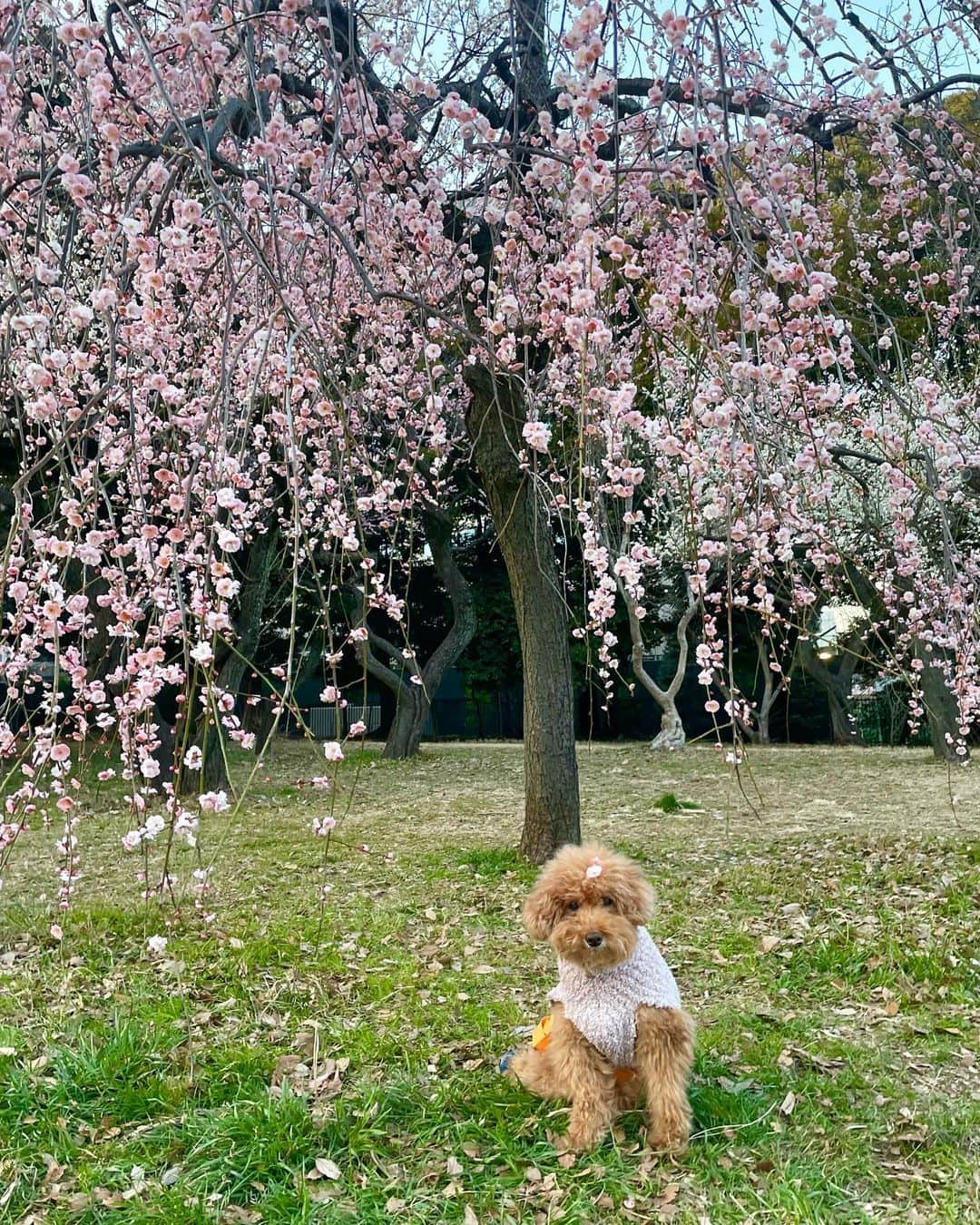 masakiさんのインスタグラム写真 - (masakiInstagram)「thu.23 Feb. 2023 公園の梅林 昔は花見といえば梅見だったそう。 毎年、犬と共に眺めるこの景色 その美しさは変わらず。 今年はもうすぐ15歳になるもぐちゃんと一緒に♡」2月23日 12時07分 - mogurapicassowols