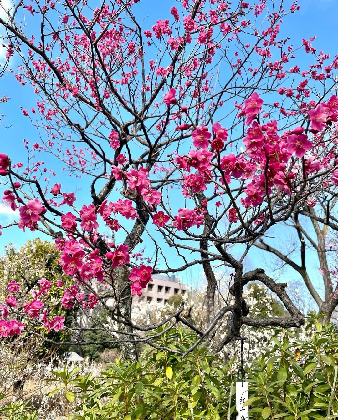千葉真由佳さんのインスタグラム写真 - (千葉真由佳Instagram)「【梅の花を探しに😚❣️】 今週もありがとうございました！✨  ちょっと投稿が遅くなりましたが 月曜日に また梅が見たくなって 梅ヶ丘駅へ🚉  せたがや梅まつりが この駅近くにある 羽根木公園で行われていて 梅がとっても綺麗でした☺️  白、薄ピンク、濃いピンクなど いろんな種類があって 見比べながらゆっくり散歩できました。  みなさんはどの色がお好きですか？  ●2/24（金） La boutique BonBon （トップス、スカート） @la_boutique_bonbon_official #laboutiquebonbon #ラブティックボンボン mimi33（ピアス） @mimi33_official  #TBS#THETIME' #TBSスパークル#キャスター #フリーアナウンサー#アナウンサー #アナウンサー衣装 #千葉真由佳 #冬コーデ#コーデ記録 #152cmコーデ#152cm #大人ボブ#ショートヘア #instalike#fashion#photography #東京#東京散歩 #せたがや梅まつり#梅の花 #梅ヶ丘#世田谷区#羽根木公園  #春爛漫#🌸#小田急#電車旅」2月24日 14時43分 - mayuka.chiba