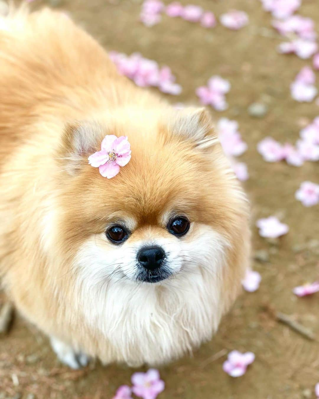 とよた真帆さんのインスタグラム写真 - (とよた真帆Instagram)「近くの公園の河津桜が満開🌸 今日は曇り空でしたが、白い空にピンク色も綺麗です。  用事ついでに、ふわ〜とカフェに吸い込まれ大好きなソフトクリームとコーヒー飲んだりして、ちょっとした時間に頭と身体を休めるのは本当に大事ですよね。  生まれ持った性格で次から次へと動いているので、たまに強制的に自分を休ませないと、と気をつけています。  さて、、桜の季節といえば卒業や桜ソングがぴったりです😊 @bayfm_official  #ベイエフエム #サタデーブレーシングモーニング では、今週は友へ送る友情ソング、来週は新旧卒業ソングをお届けします🌸  お時間ございましたら是非お聴きくださいね。 radikoからも是非🙇‍♀️  #河津桜  #桜  #ポメラニアン  #pomeranian  #お散歩  #公園  #ソフトクリーム  #ラジオ  #dj」2月24日 17時20分 - maho_toyota