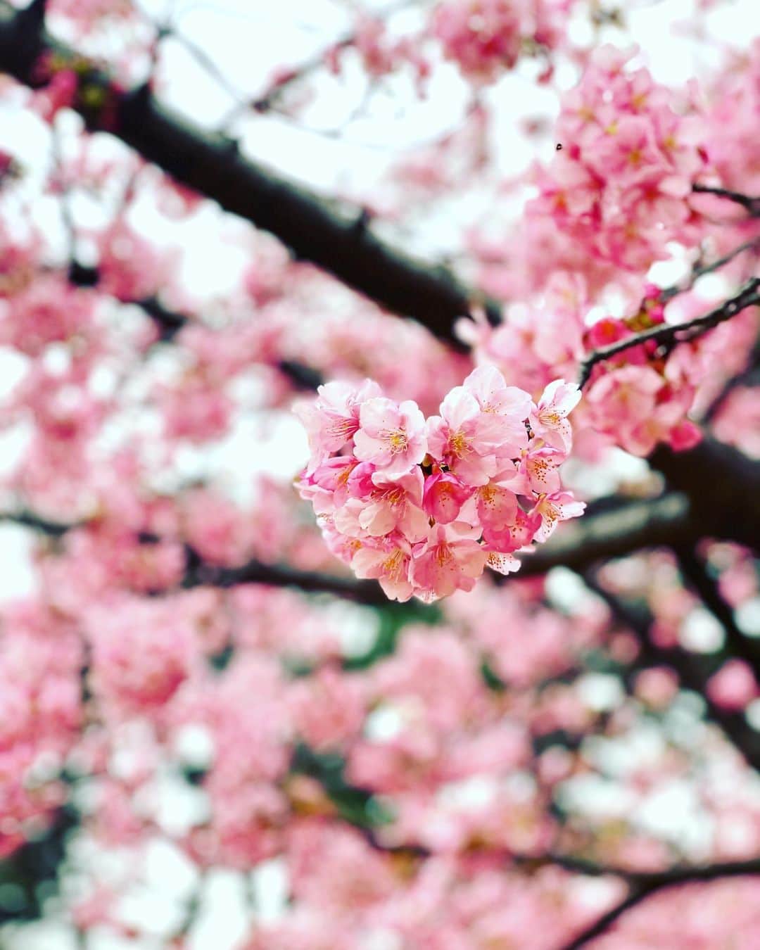とよた真帆さんのインスタグラム写真 - (とよた真帆Instagram)「近くの公園の河津桜が満開🌸 今日は曇り空でしたが、白い空にピンク色も綺麗です。  用事ついでに、ふわ〜とカフェに吸い込まれ大好きなソフトクリームとコーヒー飲んだりして、ちょっとした時間に頭と身体を休めるのは本当に大事ですよね。  生まれ持った性格で次から次へと動いているので、たまに強制的に自分を休ませないと、と気をつけています。  さて、、桜の季節といえば卒業や桜ソングがぴったりです😊 @bayfm_official  #ベイエフエム #サタデーブレーシングモーニング では、今週は友へ送る友情ソング、来週は新旧卒業ソングをお届けします🌸  お時間ございましたら是非お聴きくださいね。 radikoからも是非🙇‍♀️  #河津桜  #桜  #ポメラニアン  #pomeranian  #お散歩  #公園  #ソフトクリーム  #ラジオ  #dj」2月24日 17時20分 - maho_toyota