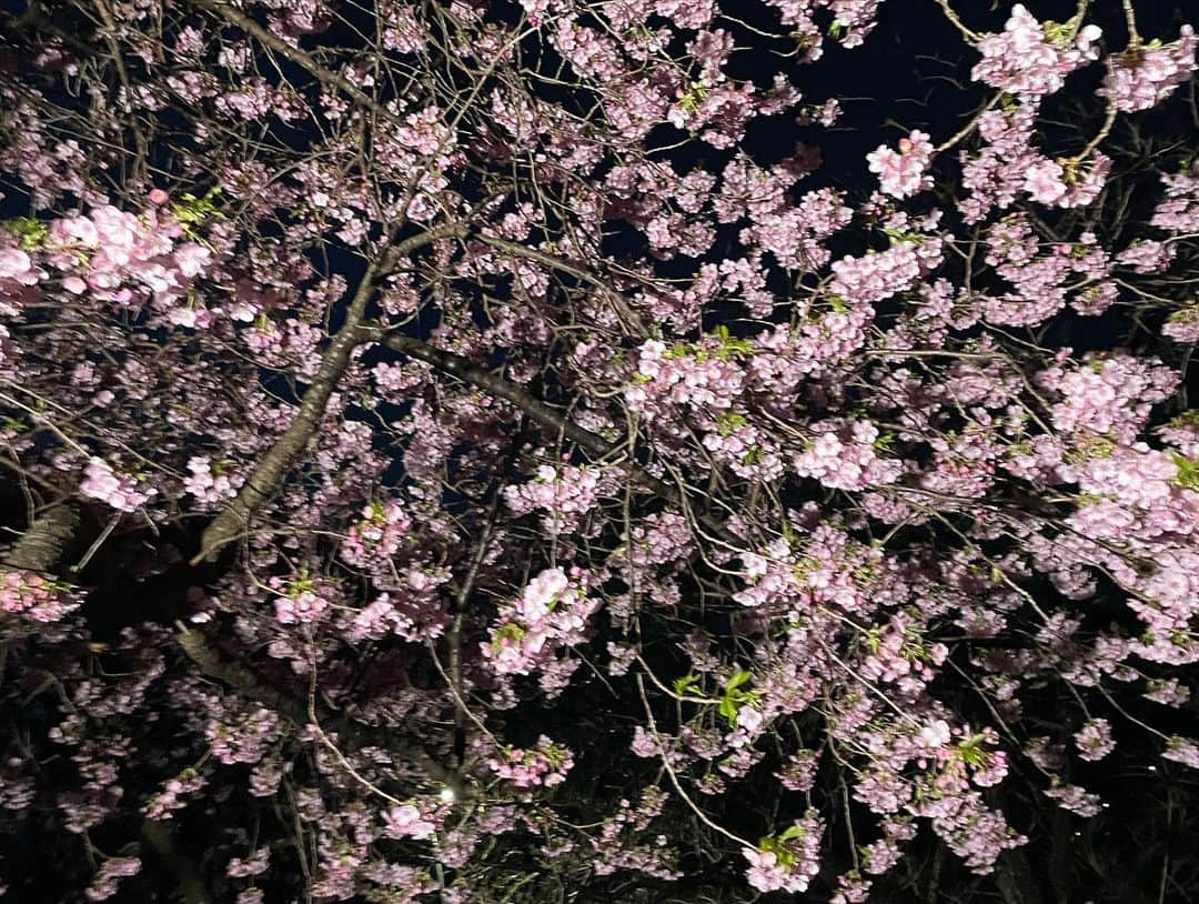 林佑香さんのインスタグラム写真 - (林佑香Instagram)「先日、静岡県河津町に中継へ🌸 夜明け前も桜がとてもきれいでした✨ 一足早く春を感じることができました〜☺️  明日からも1週間頑張りましょう〜！」2月26日 16時55分 - yuka.hayashi_