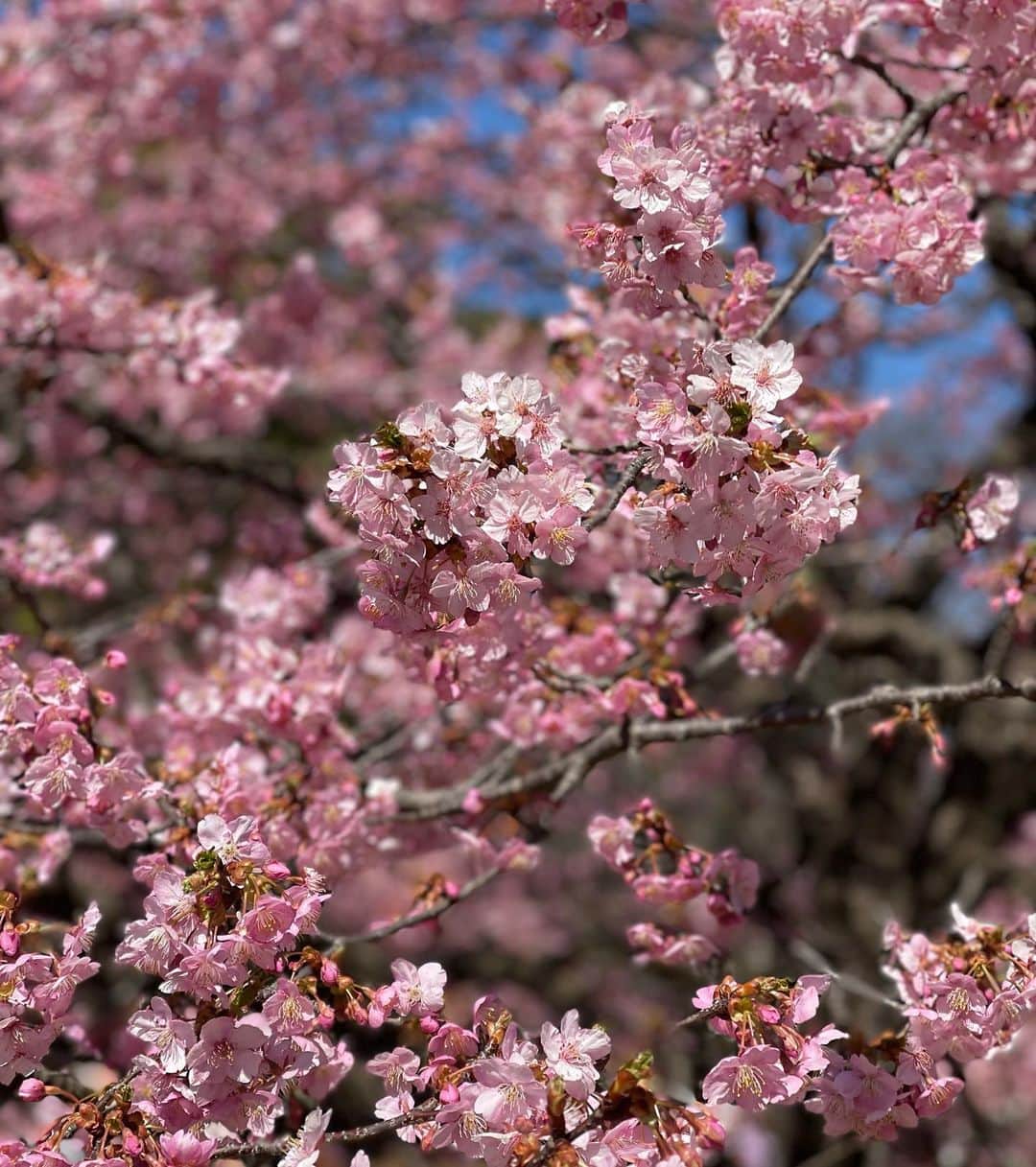 木本泉さんのインスタグラム写真 - (木本泉Instagram)「- 代々木公園の桜🌸  こんな２月に桜が咲いてるのね✨  久々に代々木公園行きたいなと思いつきで行ったら桜を観れて良かった💓  #代々木公園#公園」2月28日 0時31分 - izumikimoto