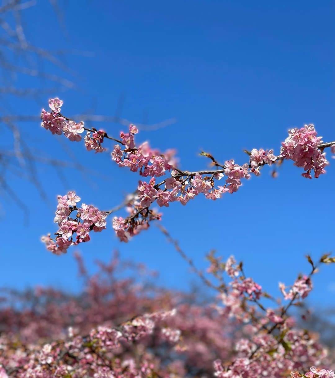 木本泉さんのインスタグラム写真 - (木本泉Instagram)「- 代々木公園の桜🌸  こんな２月に桜が咲いてるのね✨  久々に代々木公園行きたいなと思いつきで行ったら桜を観れて良かった💓  #代々木公園#公園」2月28日 0時31分 - izumikimoto