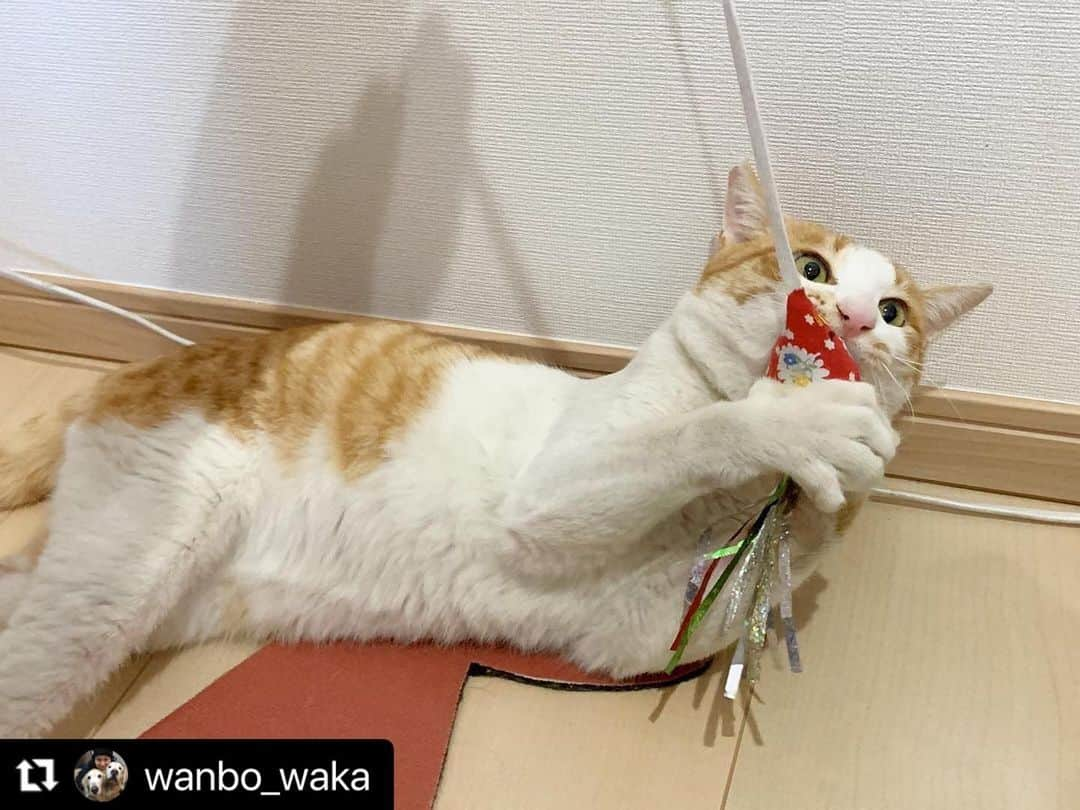 小野真弓さんのインスタグラム写真 - (小野真弓Instagram)「ちゃーくん🐈💘 家族募集することになりました🥺✨  リリース予定でしたが🌱 人間大好き甘えん坊、お喋り大好きのちゃーくん。 お外より、人とべったり過ごした方が幸せそう🥺  現在、ひとり小野家隔離部屋にて過ごしていますが、 にゃあにゃあ、さみしんぼで人を呼びます🥲✨ こまめに、しばらく抱っこしてお話しする時間を作ったら、 安心したのか、だんだんと落ち着いて過ごせるように🥺 ほんとーに、甘えん坊ちゃん🐥💕  怪我の名残と、キャリアもあるので、 のんびり1匹飼いで、（猫がお家に居ない方） 大事にしてくれる方、募集です☺️ ↓ お問合せは💌 @wanbo_waka   #家族募集猫#茶白#でれにゃん#べたにゃん#あまにゃん  #Repost @wanbo_waka with @use.repost ・・・ 🐈🐾家族募集🐾🐈  チャーくんと申します。  5歳くらいの男の子です。 負傷している猫がいるとの事で保護をして、餌やりさんが居るので、治療して戻そうと思って居たのですが、去勢する際に色々と検査したら、足は骨折した形跡あり。ウィルス検査もエイズ、白血病のダブルキャリア。  なので、室内飼育を促すも、それは出来ないとの事でリリースしかないのか、、  しかし、この子はとても人が好きで、すごーーく甘えん坊です。  足の怪我やキャリアの事考えたらやっぱりリリースは無いなと言うことで、家族募集します🙇  ほんとにほんとにかわいい子です。  1匹飼いで甘やかしてくださる方、家族に迎えていただけますようご縁をお待ちしています🥹❤️  よく喋るイケメン太朗って感じです❣️  しばらくは @hanaharuaroi さん宅で療養しています🐈🌸  面会希望の方は前もってご連絡頂ければ、WANBOにて面会可能です🐾✨」2月28日 7時25分 - hanaharuaroi