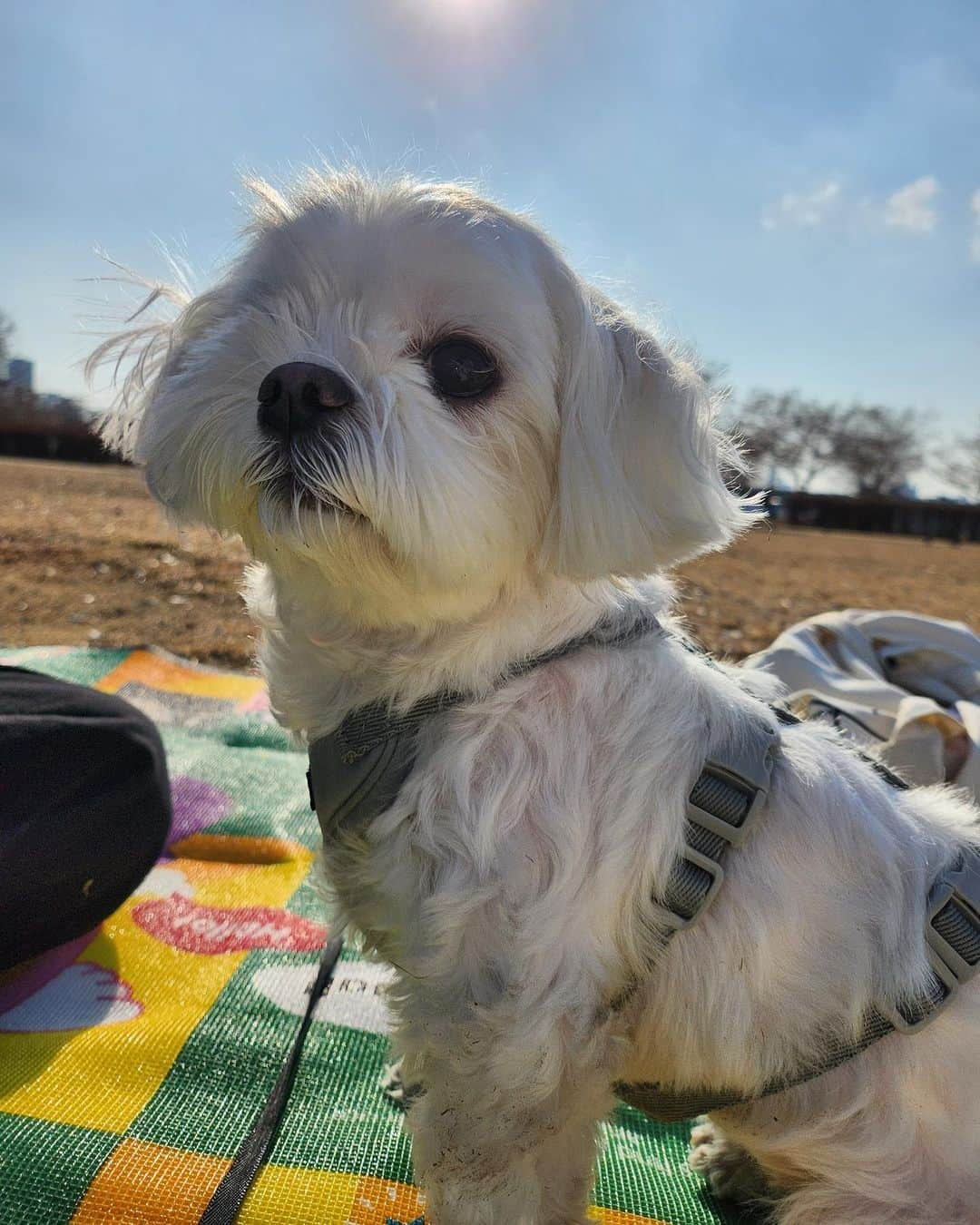 ソヒョンさんのインスタグラム写真 - (ソヒョンInstagram)「털뚱이 검정콩 세개🐶」2月28日 13時17分 - seojuhyun_s