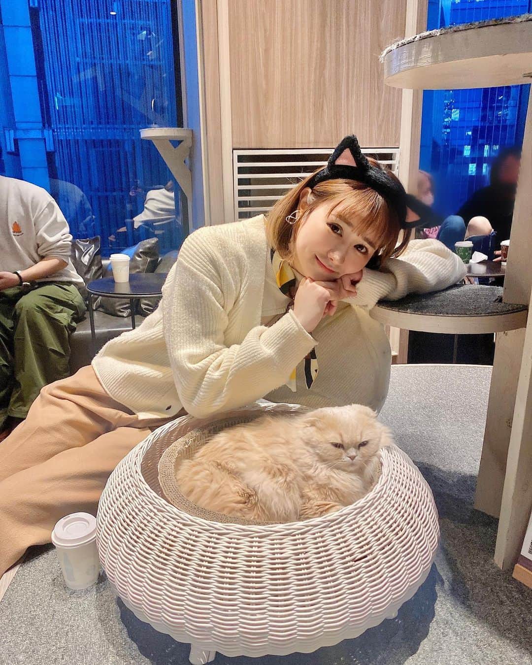 日向カンナさんのインスタグラム写真 - (日向カンナInstagram)「まったりゆったり〜な猫ちゃん達に会いに、猫カフェMOCHA渋谷センター街 @mocha.shibuya に遊びに行かさせてもらいました😽🌼 皆さんは、猫カフェって行ったことありますか？？  実家には保護猫が2匹（今は1匹です。）いたので、この猫ちゃんの自由〜な性格は、懐かしくもあり改めてまったり気分になりますね☺️💕  そして、スコティッシュやマンチカンなど、性格がおっと〜りした子が多かったので、お家でお茶をしながらゆっくり過ごしている感覚でした🌼  保護猫ボランティアをしていた時は、もっと激しめの子が多かったので、何だか気が抜けました🤭  カフェタイムをしに来ている方も多かったですよっ☕️  まだ1歳〜2歳の子は遊び盛りで、沢山私と遊んでくれましたよ〜🤭ふふ♡  昔、原宿店には行ったことがあったのですが、渋谷に2店舗あるなんて知らなくて、沢山の猫好きさんや海外の方が遊びに来ておりました🤗✨ 土日は、結構人が多かったので、沢山触れ合いたい方は平日がオススメですね♪  動物たちと触れ合って、心が軽く優しくなる瞬間って、実はすごく大切でありがたい時間だなって思います🌼  私もめぐにいつも、仕事でわたわたする心を癒してもらっています。  保護猫ちゃんや、お家がまだない猫ちゃんたちが、まったりゆったり住める猫カフェが増えるといいなぁ✨ @catcafemocha   #猫カフェmocha #猫カフェ #pr #渋谷猫カフェ #渋谷カフェ #猫好き #猫の日 #猫猫 #猫写真 #ボランティア #渋谷デート #渋谷 #おすすめ #癒しの時間 #幸せな時間 #まったり  #japaneasegirl #love #instagood  #japan #tokyo #大人可愛い #大人女子 #大人カジュアル  #インフルエンサー #ダンサー #タビジョ#笑顔が人を幸せにする #笑顔が一番  #ありがとう」2月28日 21時13分 - kanna_hinata