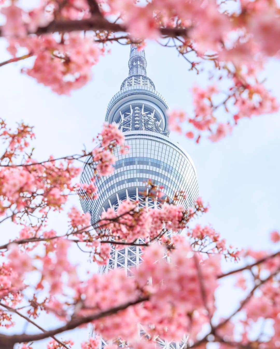SHOCK EYEさんのインスタグラム写真 - (SHOCK EYEInstagram)「東京にも春の訪れ🌸 3月も張り切っていきましょう＾＾♪  ps 今朝のスカイツリーですよ✨  #スカイツリー #河津桜 #春 #cherryblossom #skytree #tokyo #japantravel #japantrip #canon #canonR5 #beautifuldestinations #discoverjapan #discoverearth #voyaged #awesome_photographers #IamATraveler #wonderful_places #japanphoto #japanphotography #japan_of_insta #livingonearth #theglobewanderer」3月1日 11時36分 - shockeye_official