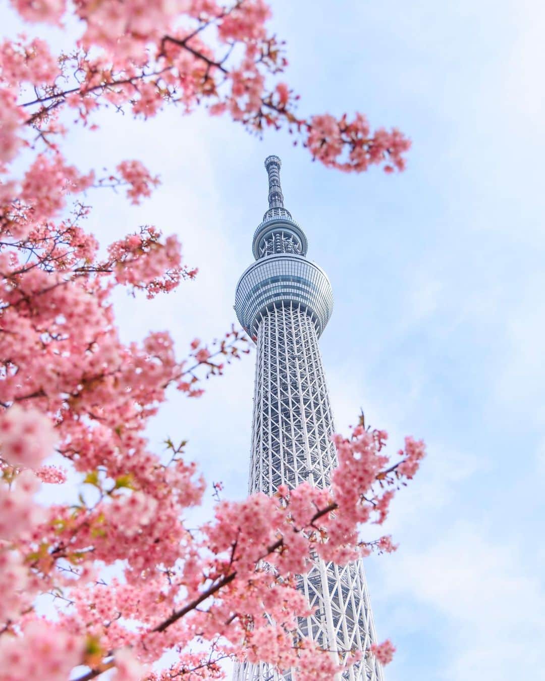 SHOCK EYEさんのインスタグラム写真 - (SHOCK EYEInstagram)「東京にも春の訪れ🌸 3月も張り切っていきましょう＾＾♪  ps 今朝のスカイツリーですよ✨  #スカイツリー #河津桜 #春 #cherryblossom #skytree #tokyo #japantravel #japantrip #canon #canonR5 #beautifuldestinations #discoverjapan #discoverearth #voyaged #awesome_photographers #IamATraveler #wonderful_places #japanphoto #japanphotography #japan_of_insta #livingonearth #theglobewanderer」3月1日 11時36分 - shockeye_official