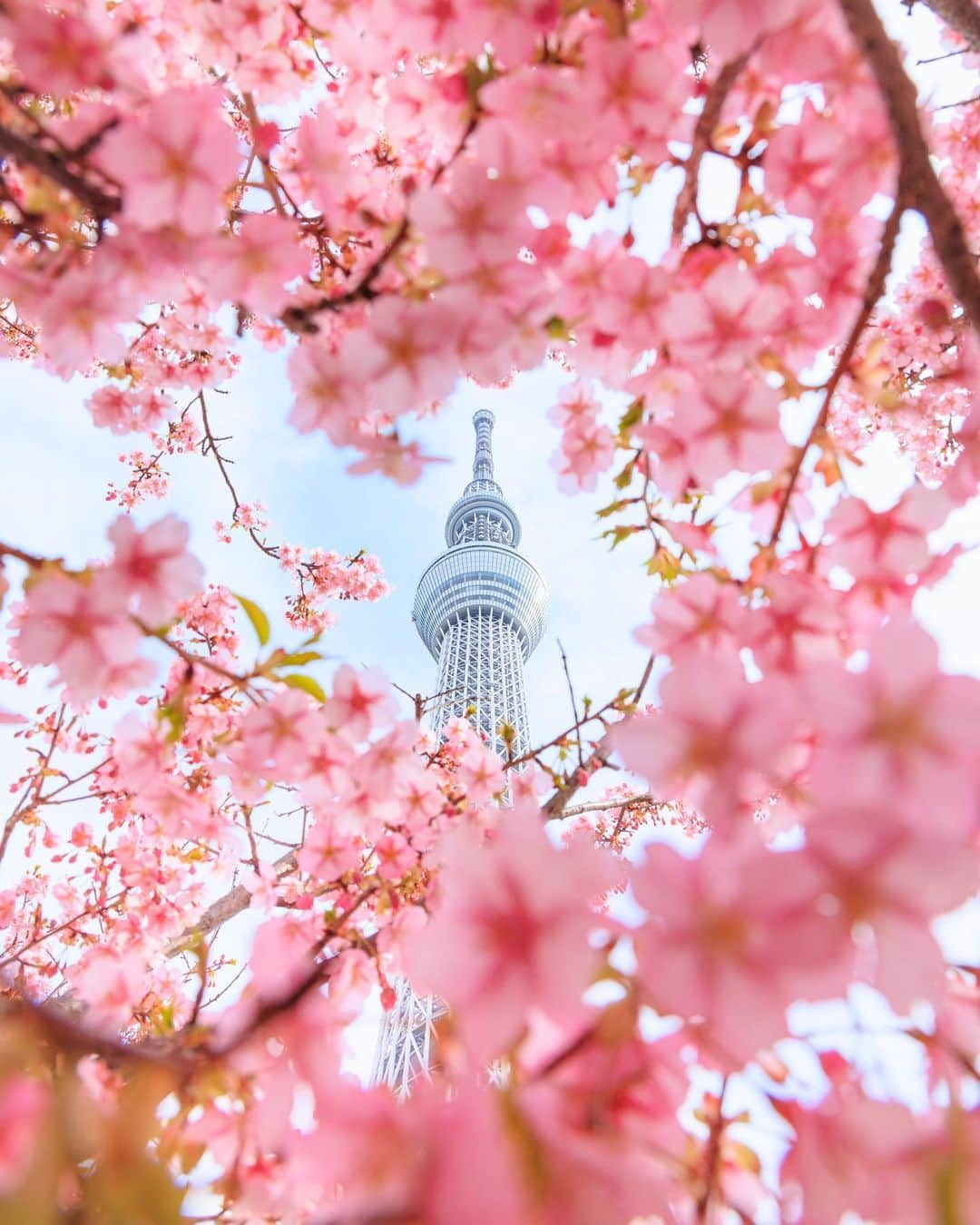 SHOCK EYEさんのインスタグラム写真 - (SHOCK EYEInstagram)「東京にも春の訪れ🌸 3月も張り切っていきましょう＾＾♪  ps 今朝のスカイツリーですよ✨  #スカイツリー #河津桜 #春 #cherryblossom #skytree #tokyo #japantravel #japantrip #canon #canonR5 #beautifuldestinations #discoverjapan #discoverearth #voyaged #awesome_photographers #IamATraveler #wonderful_places #japanphoto #japanphotography #japan_of_insta #livingonearth #theglobewanderer」3月1日 11時36分 - shockeye_official