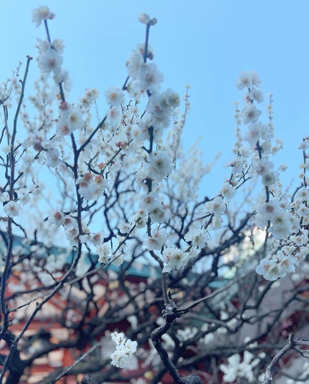 越馬千春さんのインスタグラム写真 - (越馬千春Instagram)「. 3月スタート🌸  日枝神社に厄祓いへ⛩✨ 天気良くて気持ち良かったです🌞  ほぼ恒例化されていて厄祓いの後はニューオータニのSATUKIへ行くというお決まりコース🙆‍♀️✨  今年も健康に楽しく1年過ごせますように✨😊 #3月スタート #日枝神社#厄祓い#厄年#ニューオータニ#newotanitokyo#satuki」3月1日 20時21分 - chiharukoshiba