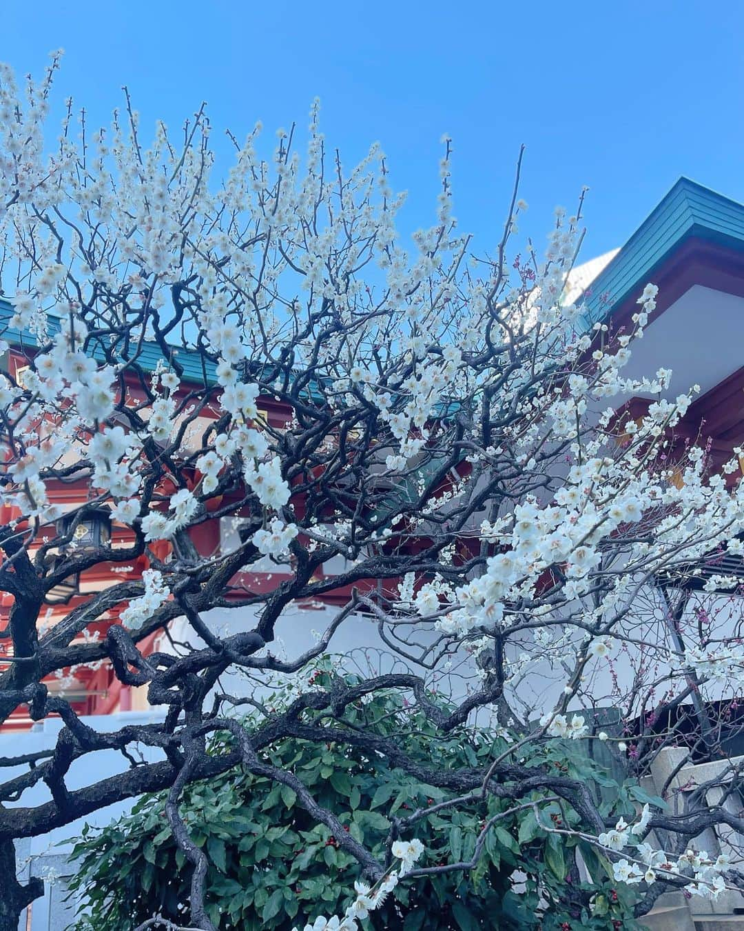 越馬千春さんのインスタグラム写真 - (越馬千春Instagram)「. 3月スタート🌸  日枝神社に厄祓いへ⛩✨ 天気良くて気持ち良かったです🌞  ほぼ恒例化されていて厄祓いの後はニューオータニのSATUKIへ行くというお決まりコース🙆‍♀️✨  今年も健康に楽しく1年過ごせますように✨😊 #3月スタート #日枝神社#厄祓い#厄年#ニューオータニ#newotanitokyo#satuki」3月1日 20時21分 - chiharukoshiba