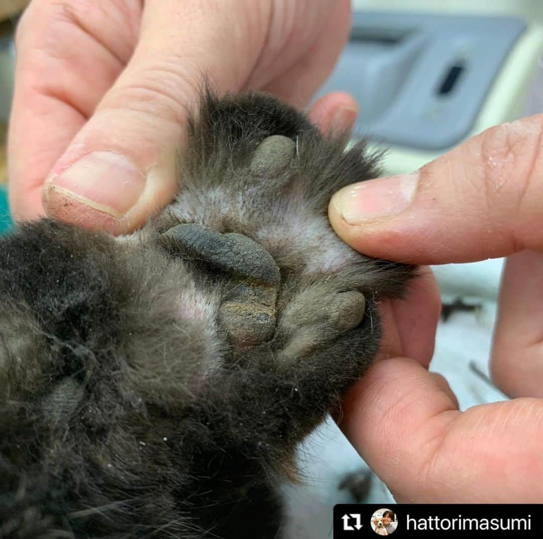 小野真弓さんのインスタグラム写真 - (小野真弓Instagram)「トラバサミにかけられた猫ちゃんの話です。（閲覧注意）  お外は危険がいっぱい。 悪い人間もいます。  このエリアでは、 毎年トラバサミにかかる猫がいて、 これで、見つかっただけでも9匹目だそう。 こんなに繰り返されていても、 犯罪だということがはっきりしていても、 何年もそのままになってしまうのは何故なんでしょうか😔  この2匹の猫ちゃんは、 保護活動の先輩方のご尽力により助けて貰えたけど、、 人知れず命を落とした子も居るはず。。  猫が好きな人だけでなく、 嫌いな人もいる事はわかります。 が、 こんなやり方でない方法が、 絶対に、あるはずです。  外猫は元々人間が増やしたものと言われています。 猫に罪はありません。  @payaakubi  @wanbo_waka  🐈🐈‍⬛🐈🐈‍⬛🐈🐈‍⬛  以下、 執刀した服部先生の、リポストです↓  #Repost @hattorimasumi with @use.repost ・・・ 閲覧注意です。  トラバサミ挟ませれたまま、空き家の床下に逃げ込み捕獲を手こずった猫ちゃん。  本日、やっと保護できました😭😭😭。  そして、警察立ち会いのもと、確認していただきながら外しました。  弁慶と違い長時間挟まれていた手は、壊死する可能性が高い…。  それは経過を見て行くしかないことです。  とにかく、今は体と心をゆっくり休めてね。  なぜ、そこまで猫が憎いのか？ 苦しめている自覚もなく、こんなことをしているのか？  人間ってなんなんだろう…。  #トラバサミ #世田谷区船橋 #成城警察 #成城警察生活安全課 #成城警察署  #動物愛護法違反 #鳥獣保護法違反」3月2日 7時59分 - hanaharuaroi