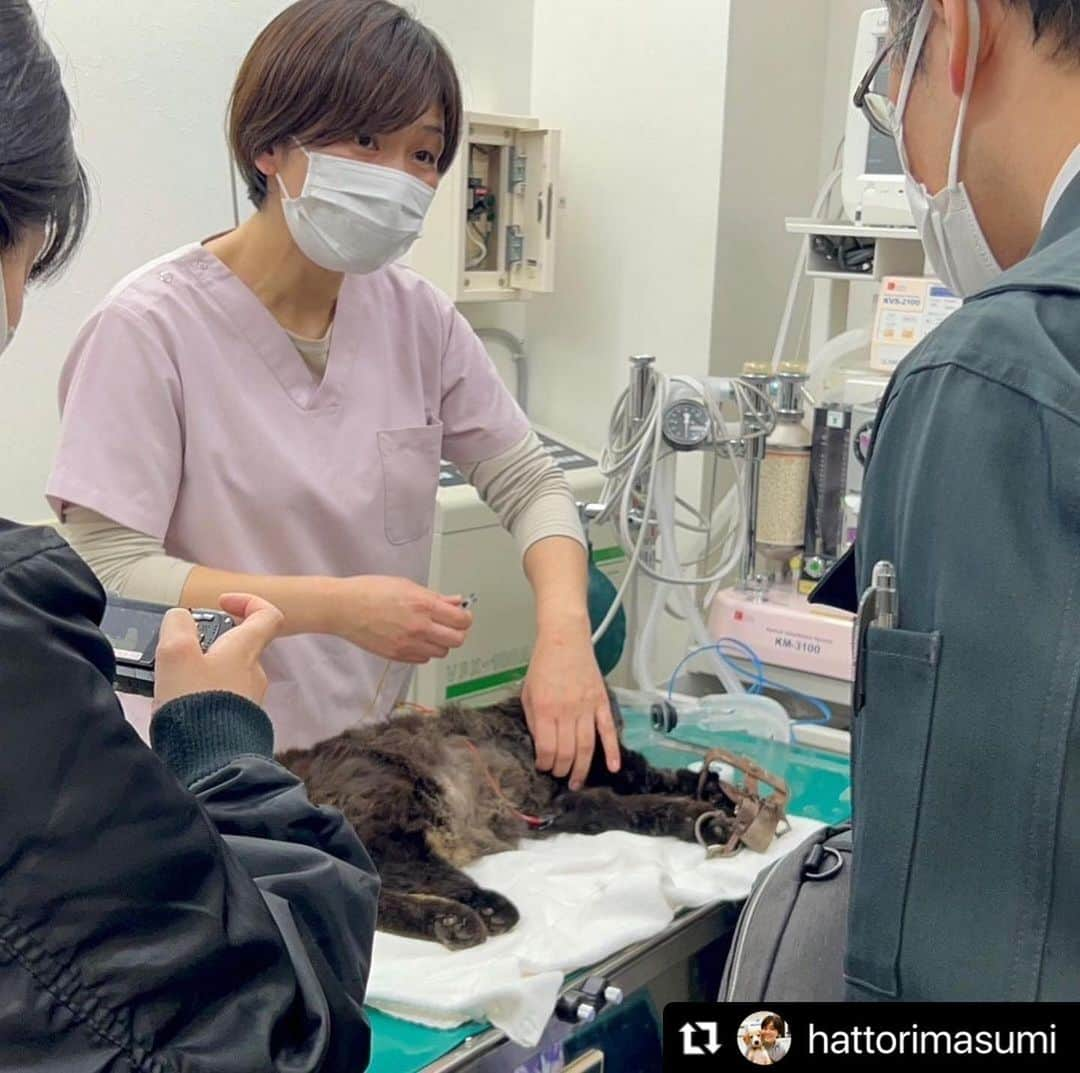 小野真弓さんのインスタグラム写真 - (小野真弓Instagram)「トラバサミにかけられた猫ちゃんの話です。（閲覧注意）  お外は危険がいっぱい。 悪い人間もいます。  このエリアでは、 毎年トラバサミにかかる猫がいて、 これで、見つかっただけでも9匹目だそう。 こんなに繰り返されていても、 犯罪だということがはっきりしていても、 何年もそのままになってしまうのは何故なんでしょうか😔  この2匹の猫ちゃんは、 保護活動の先輩方のご尽力により助けて貰えたけど、、 人知れず命を落とした子も居るはず。。  猫が好きな人だけでなく、 嫌いな人もいる事はわかります。 が、 こんなやり方でない方法が、 絶対に、あるはずです。  外猫は元々人間が増やしたものと言われています。 猫に罪はありません。  @payaakubi  @wanbo_waka  🐈🐈‍⬛🐈🐈‍⬛🐈🐈‍⬛  以下、 執刀した服部先生の、リポストです↓  #Repost @hattorimasumi with @use.repost ・・・ 閲覧注意です。  トラバサミ挟ませれたまま、空き家の床下に逃げ込み捕獲を手こずった猫ちゃん。  本日、やっと保護できました😭😭😭。  そして、警察立ち会いのもと、確認していただきながら外しました。  弁慶と違い長時間挟まれていた手は、壊死する可能性が高い…。  それは経過を見て行くしかないことです。  とにかく、今は体と心をゆっくり休めてね。  なぜ、そこまで猫が憎いのか？ 苦しめている自覚もなく、こんなことをしているのか？  人間ってなんなんだろう…。  #トラバサミ #世田谷区船橋 #成城警察 #成城警察生活安全課 #成城警察署  #動物愛護法違反 #鳥獣保護法違反」3月2日 7時59分 - hanaharuaroi