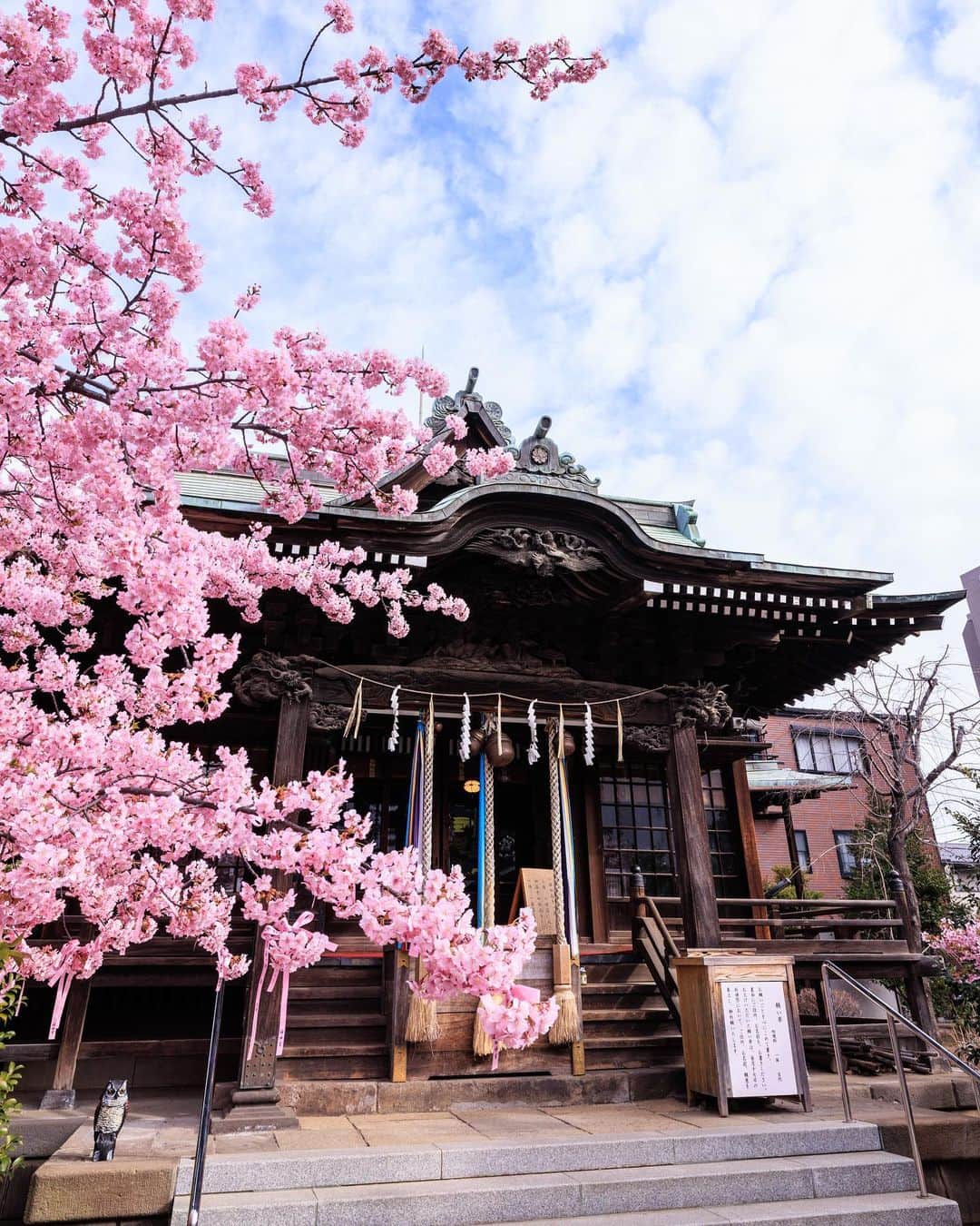 SHOCK EYEさんのインスタグラム写真 - (SHOCK EYEInstagram)「河津桜は皆がよく知るソメイヨシノよりもピンクがかった桜🌸  普通の桜より、早い時期に咲くので、なんだか春の訪れを感じせてくれる花＾＾  昨日、 桜新町にある桜神宮に行ったんだけど、本殿の両脇で、この河津桜が今年も綺麗に咲いてた⛩🌸  本当に綺麗だった。  社紋も桜の花びらだし、なんだか可愛らしい神社さん✨  思えばさ、、 カメラをはじめて、 俺も変わったなあ、、って思う😊  以前よりも季節を感じようとするようになったり、 こうして花の美しさに目を向けるようになった。  前よりもさらに世界をカラフルに見るようになった。  思い返してみれば、歌を始めたときと全く一緒だ。  歌詞の世界観は、 常に世の中を観察するところから始まってる。 何気ない日常の一片を、、 たいそうな物語にして伝える。  あの日の悲しみや苦しみに、光を当ててあげる作業。 あの日の幸せを忘れないように、 楽しかった日への感謝を忘れないようにする作業だ。  つまらなく思える毎日だって、 きっと感じ方次第で無限のストーリーを紡ぎ出せると、、 俺は音楽と出会って、そして写真と出会って確信した😊  世界を賑やかにするのも、 世界の彩度を上げるのも、  きっと自分次第なんだ＾＾  君にはどう聞こえてる？ 君にはどう見えてる？  #桜神宮 #河津桜 #sakurajingu #cherryblossom #shrine #japantravel #japantrip #canon #canonR5 #beautifuldestinations #discoverjapan #discoverearth #voyaged #awesome_photographers #IamATraveler #wonderful_places #japanphoto #japanphotography #japan_of_insta #livingonearth #theglobewanderer」3月2日 12時25分 - shockeye_official