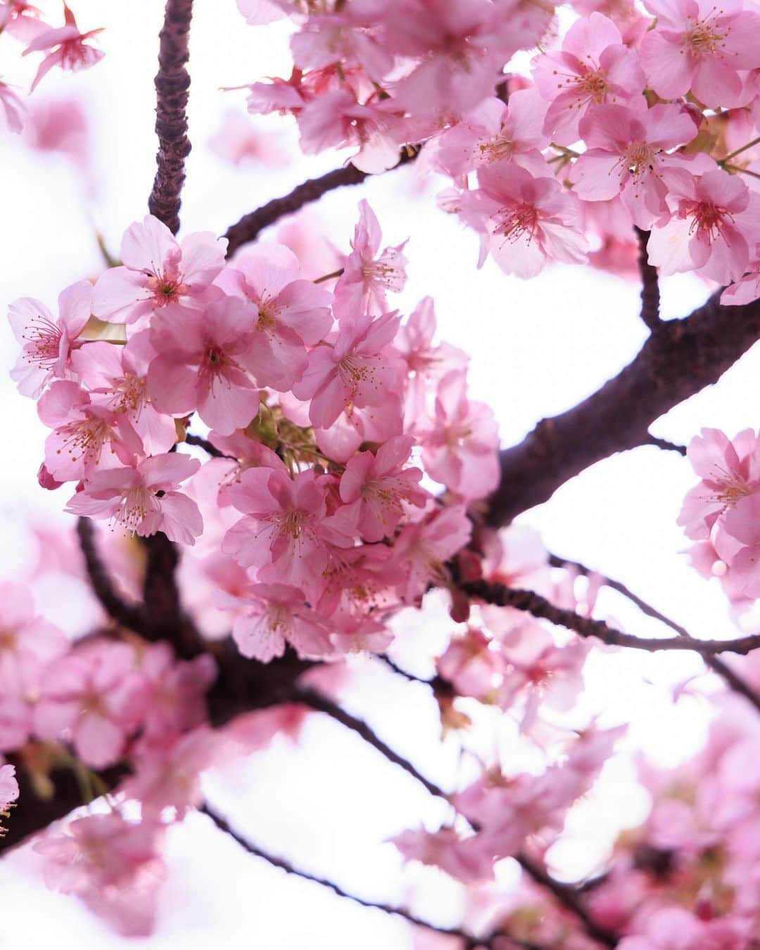 SHOCK EYEさんのインスタグラム写真 - (SHOCK EYEInstagram)「河津桜は皆がよく知るソメイヨシノよりもピンクがかった桜🌸  普通の桜より、早い時期に咲くので、なんだか春の訪れを感じせてくれる花＾＾  昨日、 桜新町にある桜神宮に行ったんだけど、本殿の両脇で、この河津桜が今年も綺麗に咲いてた⛩🌸  本当に綺麗だった。  社紋も桜の花びらだし、なんだか可愛らしい神社さん✨  思えばさ、、 カメラをはじめて、 俺も変わったなあ、、って思う😊  以前よりも季節を感じようとするようになったり、 こうして花の美しさに目を向けるようになった。  前よりもさらに世界をカラフルに見るようになった。  思い返してみれば、歌を始めたときと全く一緒だ。  歌詞の世界観は、 常に世の中を観察するところから始まってる。 何気ない日常の一片を、、 たいそうな物語にして伝える。  あの日の悲しみや苦しみに、光を当ててあげる作業。 あの日の幸せを忘れないように、 楽しかった日への感謝を忘れないようにする作業だ。  つまらなく思える毎日だって、 きっと感じ方次第で無限のストーリーを紡ぎ出せると、、 俺は音楽と出会って、そして写真と出会って確信した😊  世界を賑やかにするのも、 世界の彩度を上げるのも、  きっと自分次第なんだ＾＾  君にはどう聞こえてる？ 君にはどう見えてる？  #桜神宮 #河津桜 #sakurajingu #cherryblossom #shrine #japantravel #japantrip #canon #canonR5 #beautifuldestinations #discoverjapan #discoverearth #voyaged #awesome_photographers #IamATraveler #wonderful_places #japanphoto #japanphotography #japan_of_insta #livingonearth #theglobewanderer」3月2日 12時25分 - shockeye_official