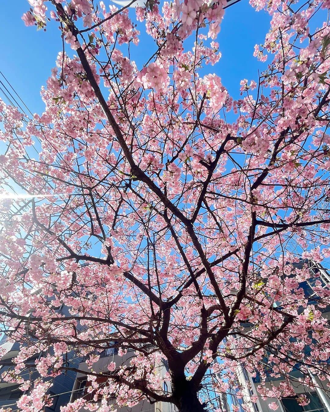 下村彩里さんのインスタグラム写真 - (下村彩里Instagram)「３月に入り、春の日差しのもとお花見が待ち遠しい季節になってきましたね🌸  昨日の気象コーナー VTRでお伝えした#桜餅  #乃ん喜安庵 @nonkiya_nonkian   先代の頃から75年もの間桜餅を作り続けているそうです。  実はディレクターの方がお土産にスタッフみんなに買ってきてくれたんですが....🌸  室内においてあるだけで、桜のいい香りが🥺  こだわりの"あんこ"はしっとりとした優しい甘さ、  桜の葉についた塩の塩辛さと最高の組み合わせでした！✨  #入社1年目からお世話になっている #ウェザーチーム　の皆さん😌 #最後は #会社近くで咲いていた #早咲きの桜 #です🌸  #下村彩里#報道ステーション#気象情報#お天気#３月」3月2日 16時52分 - sairi.shimomura_ex