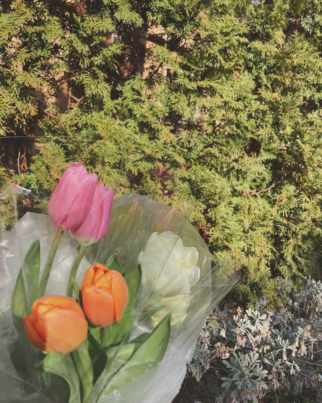 藤木由貴さんのインスタグラム写真 - (藤木由貴Instagram)「気分が良くてお花買いました🌼 . 明日から暖かくなりそうで、 ダウン着るのは今日で最後かな？ . #3 #march」3月3日 15時41分 - yuki.grm