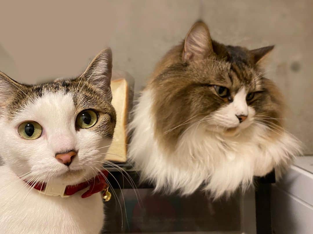 飯窪春菜さんのインスタグラム写真 - (飯窪春菜Instagram)「🍞  食パンみたいなテト。 ……を撮っていたらニュッとみーこが入ってきました😹💓  最後はテトに邪魔だと抑えられてなんとも言えない表情🤣🤣🤣  #ねこすたぐらむ #猫のいる暮らし #cat #テトみーこ」3月3日 17時05分 - harunaiikubo_official